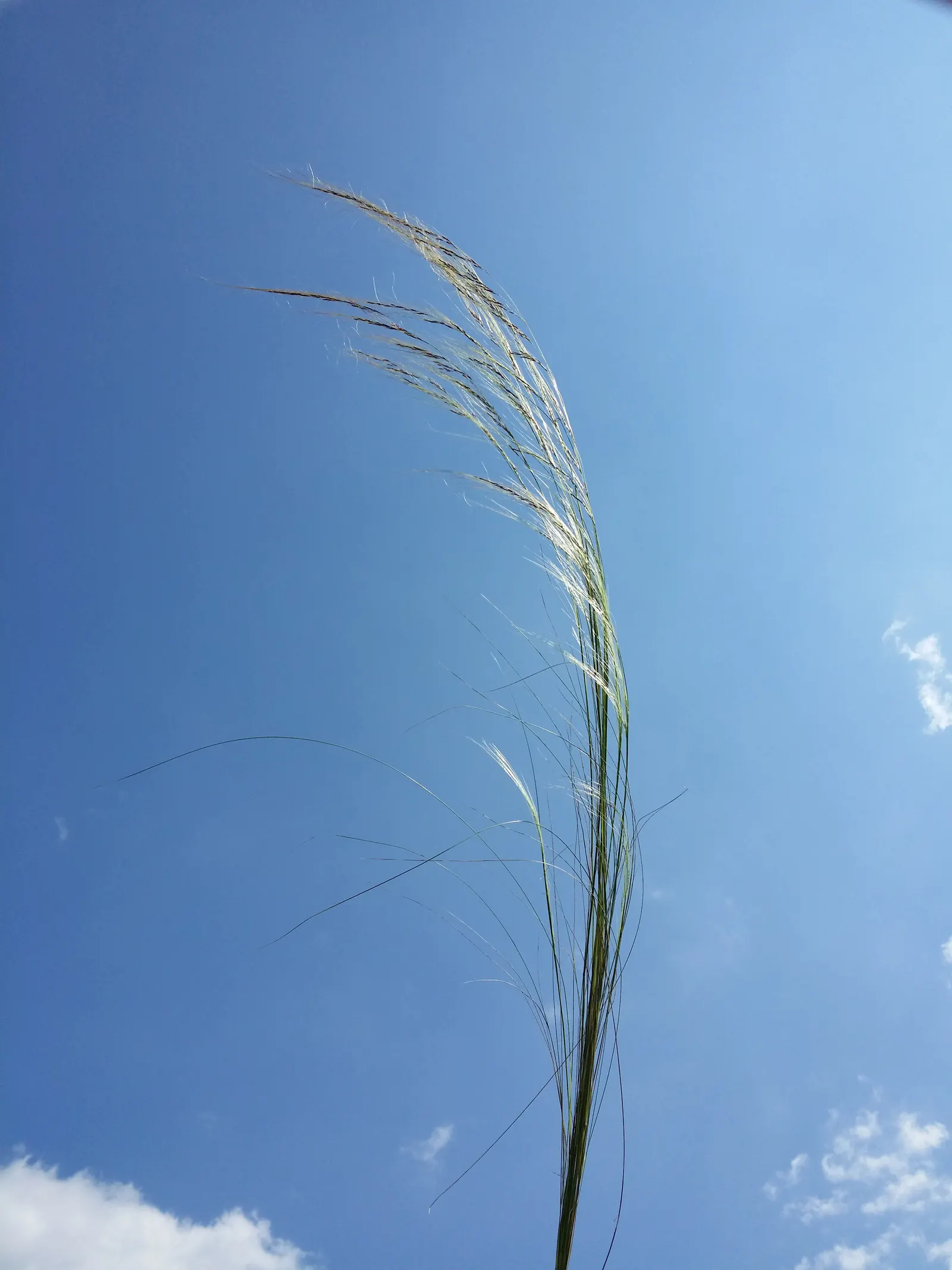Mexican Feather Grass (Nassella Tenuissima) — which makes it an exceptional candidate for water-wise landscapes; from well-draining to rocky, image 55