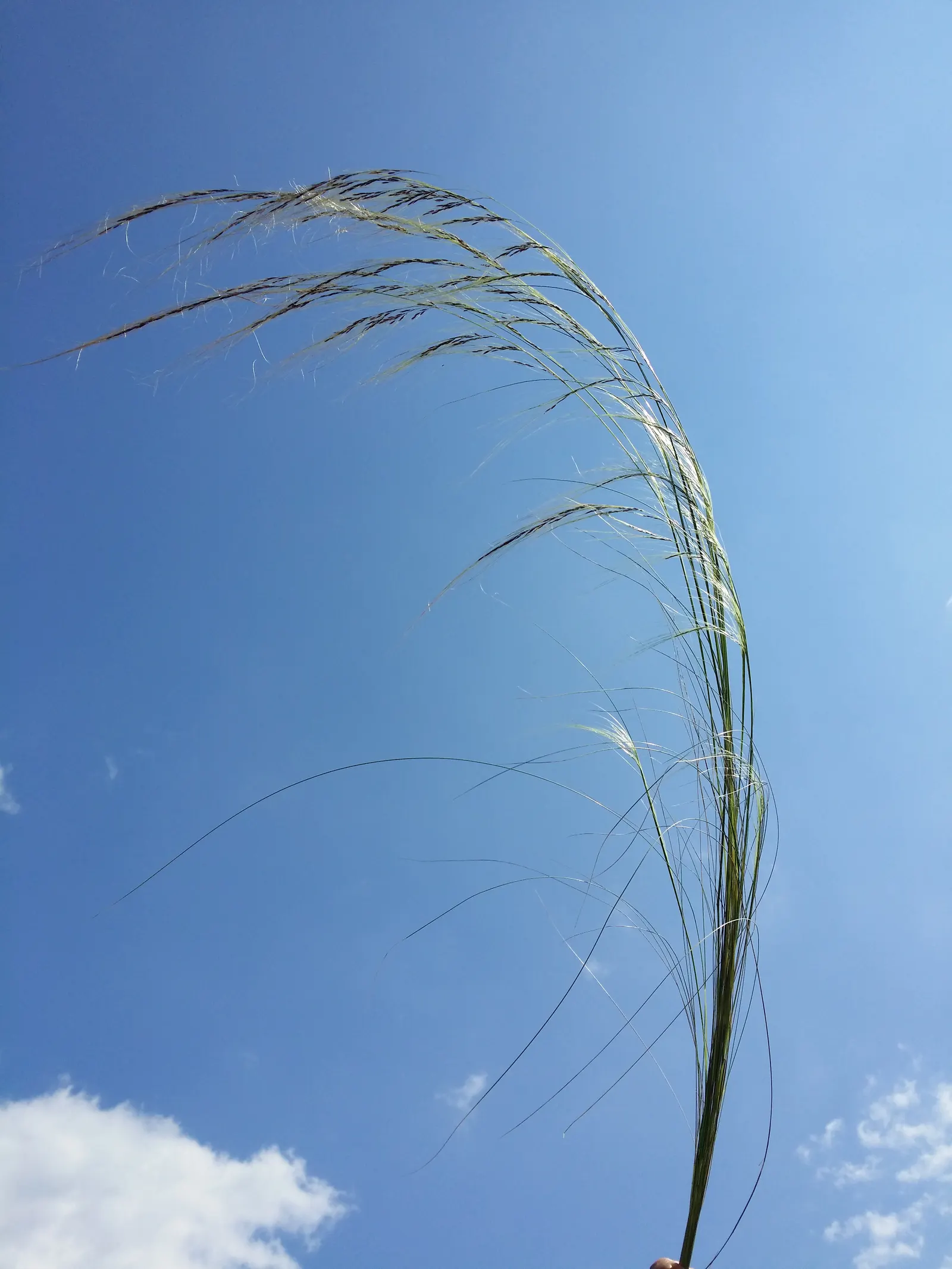 Mexican Feather Grass (Nassella Tenuissima) — waving feather-like panicles at 1.5-2 feet tall; space 20 inches apart for a breezy, low-maintenance accent in