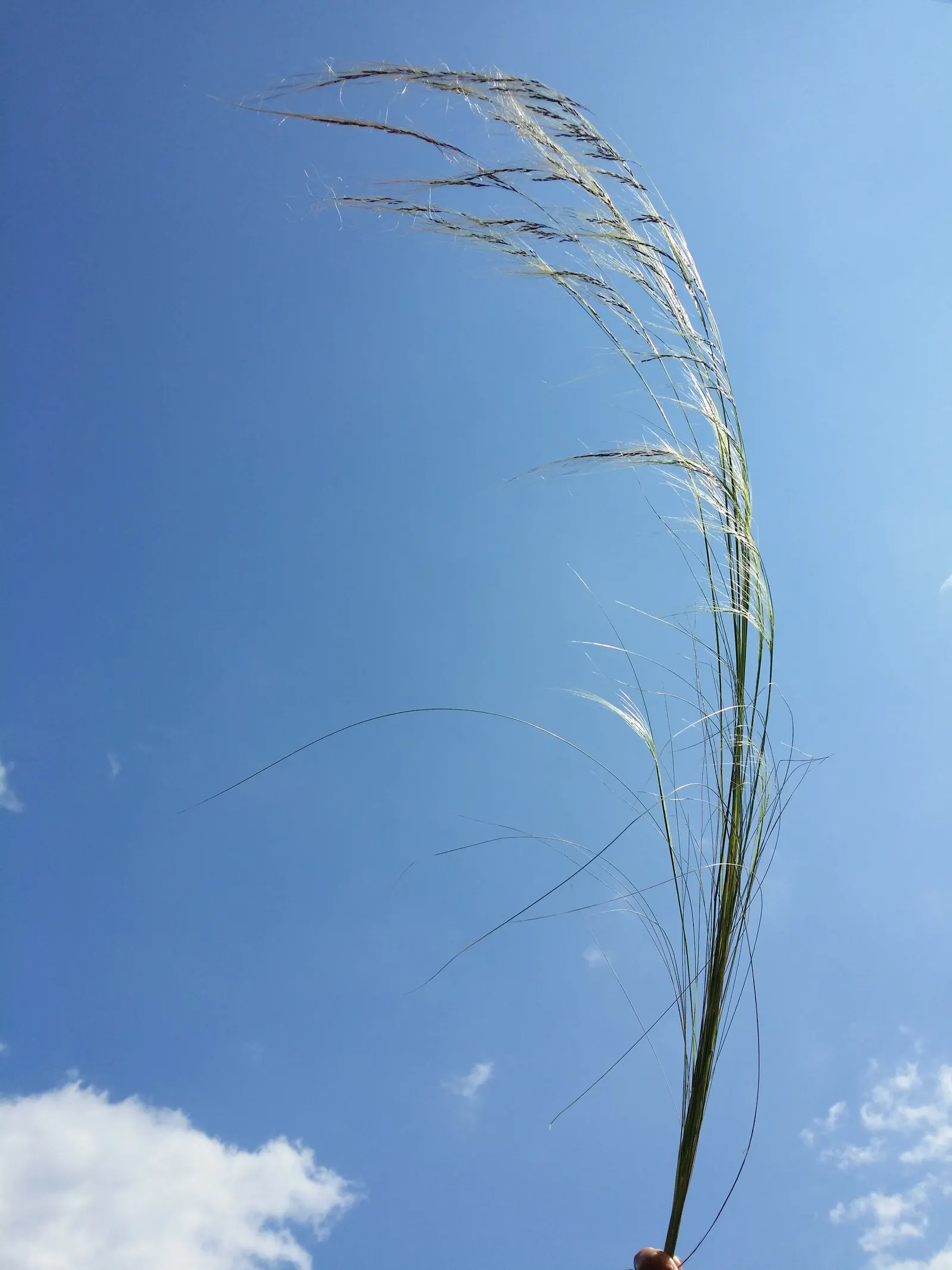 Mexican Feather Grass (Nassella Tenuissima) — bright green blades transform into a golden hue come autumn