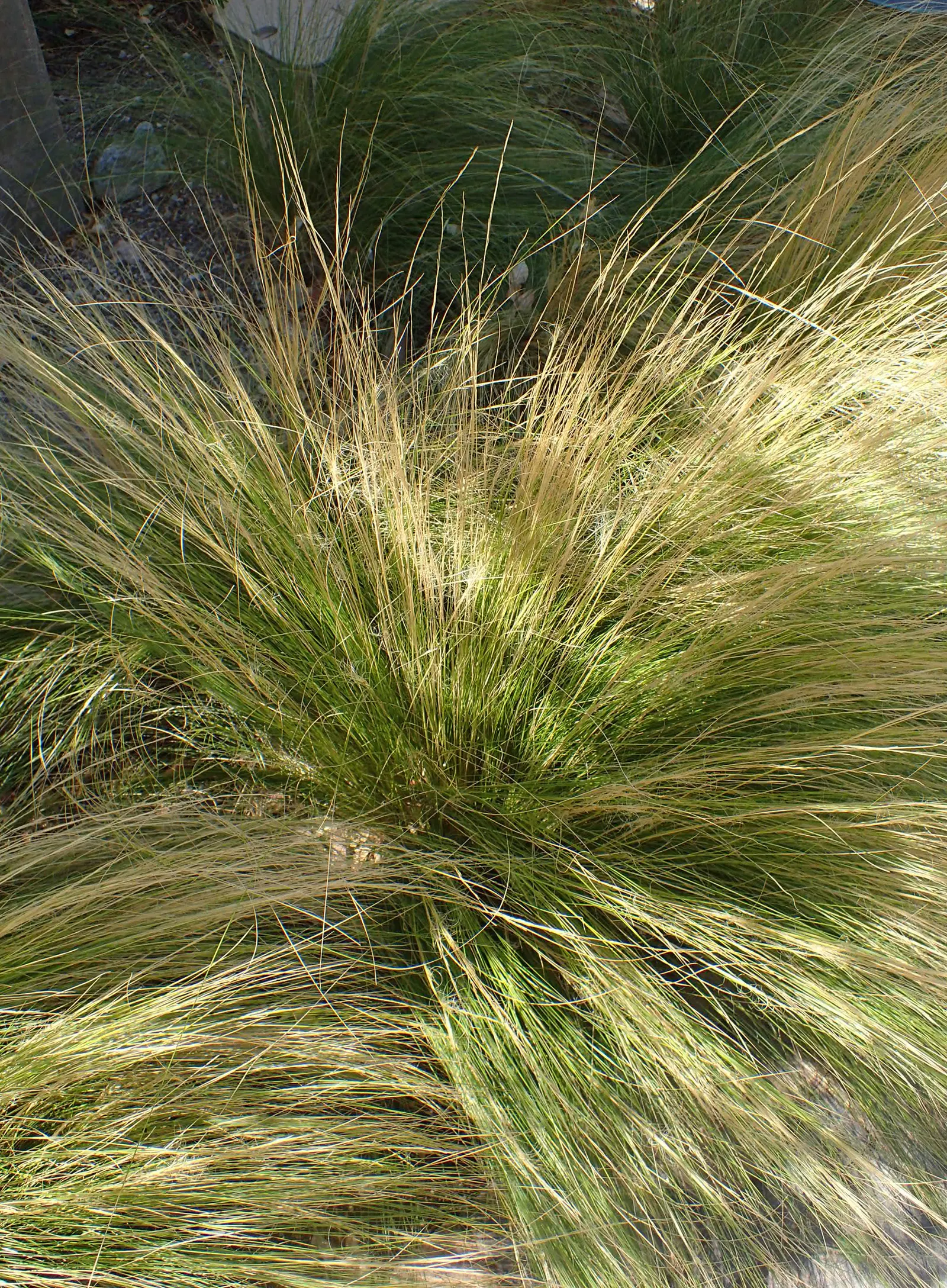 Mexican Feather Grass (Nassella Tenuissima) — white and yellow flowers in the garden