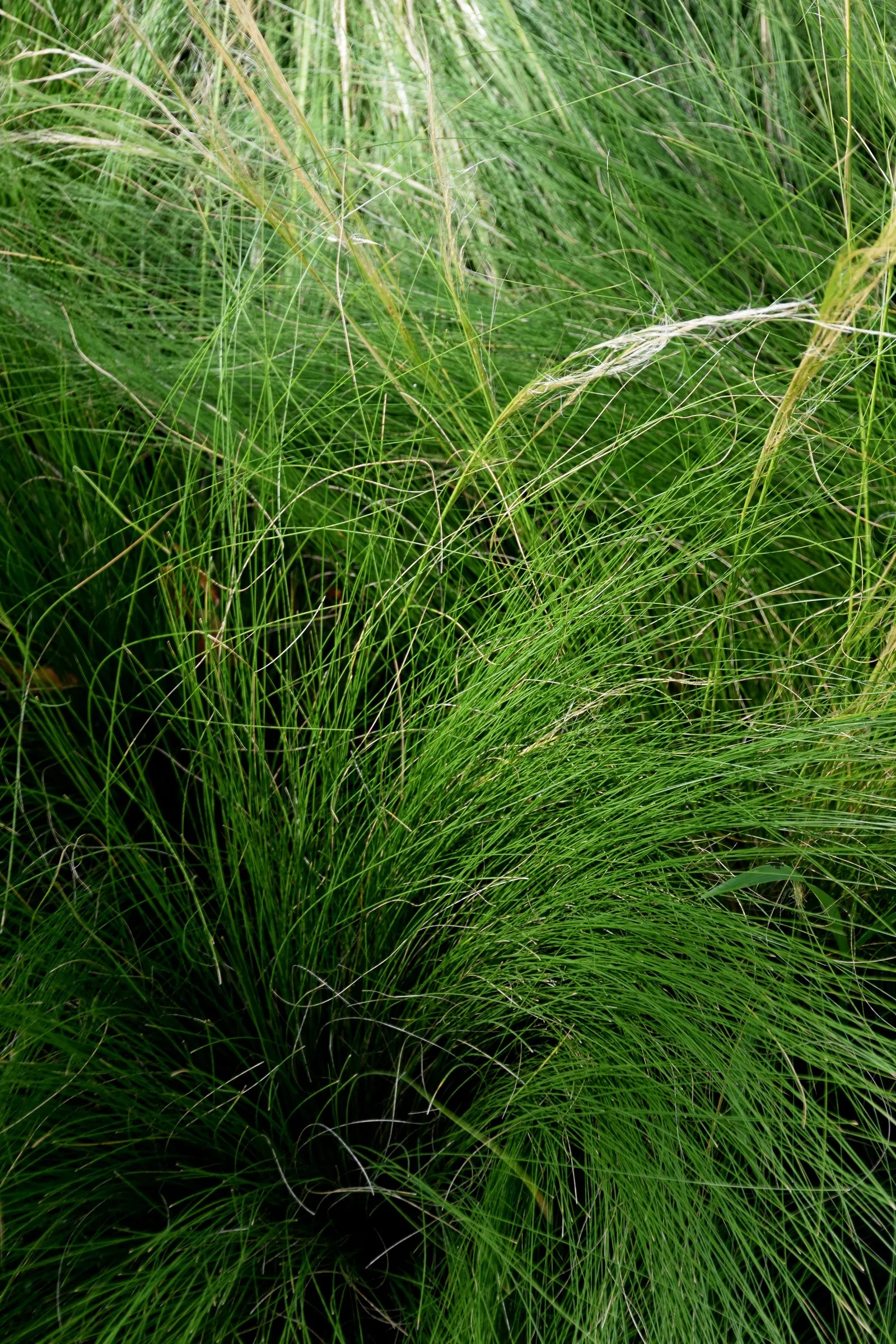 Mexican Feather Grass (Nassella Tenuissima) — while its distinctive seed heads can attract birds; nassella tenuissima can serve as an accent plant, image 65
