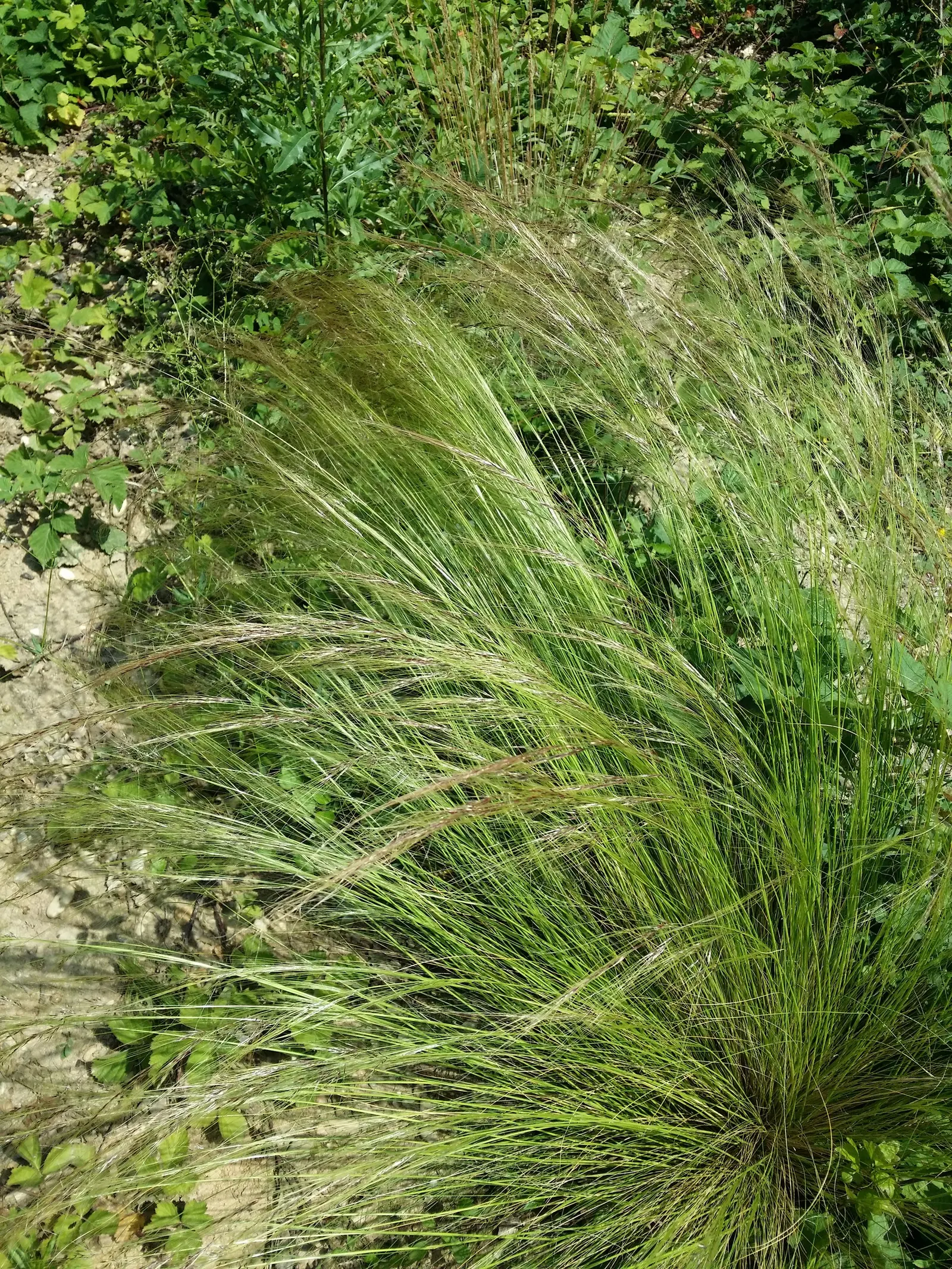Mexican Feather Grass (Nassella Tenuissima) — Space 20 inches apart for a breezy, low-maintenance accent in borders or mass plantings; thriving in, image 50