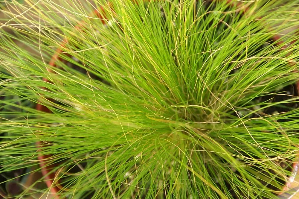 Mexican Feather Grass (Nassella Tenuissima) — Drought-tolerant, it's ideal for xeriscapes with its golden-green foliage transitioning to a tawny, image 26
