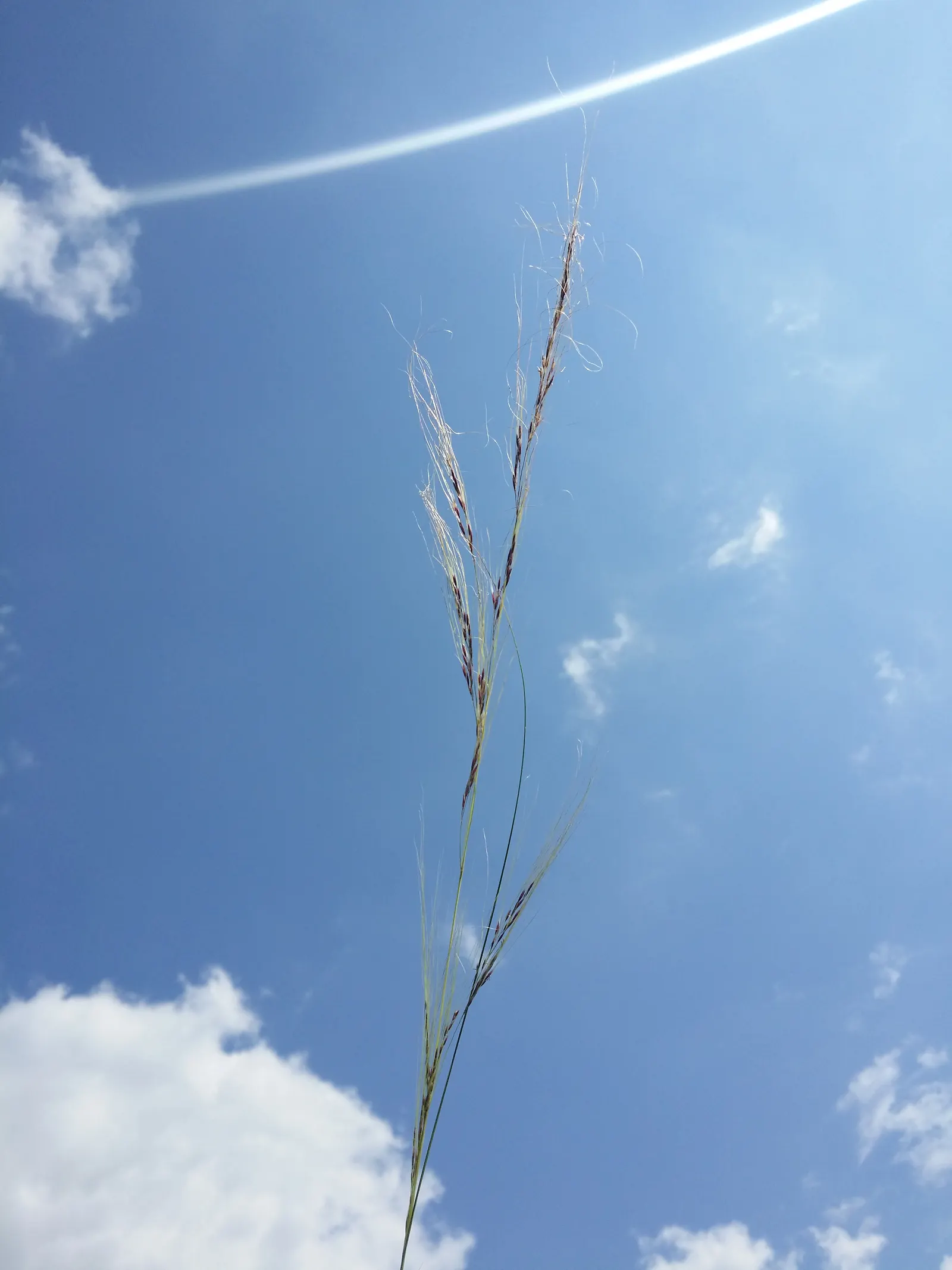 Mexican Feather Grass (Nassella Tenuissima) — It flourishes in USDA zones 7 through 10, preferring full sun exposure for optimal growth; white and yellow