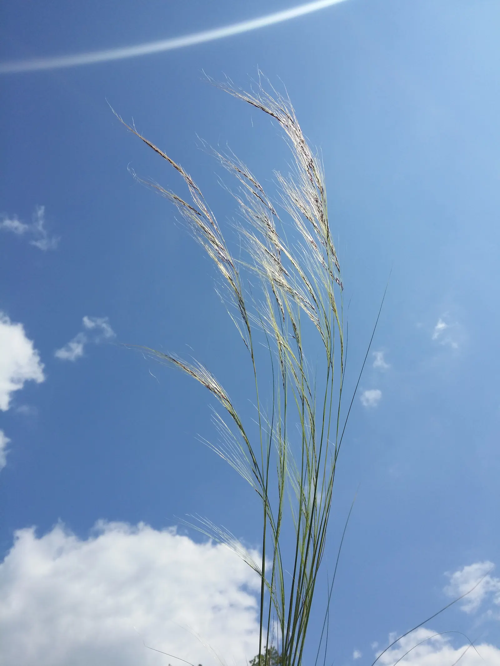 Mexican Feather Grass (Nassella Tenuissima) — consider its penchant for self-seeding; avoid over-watering to prevent self-seeding