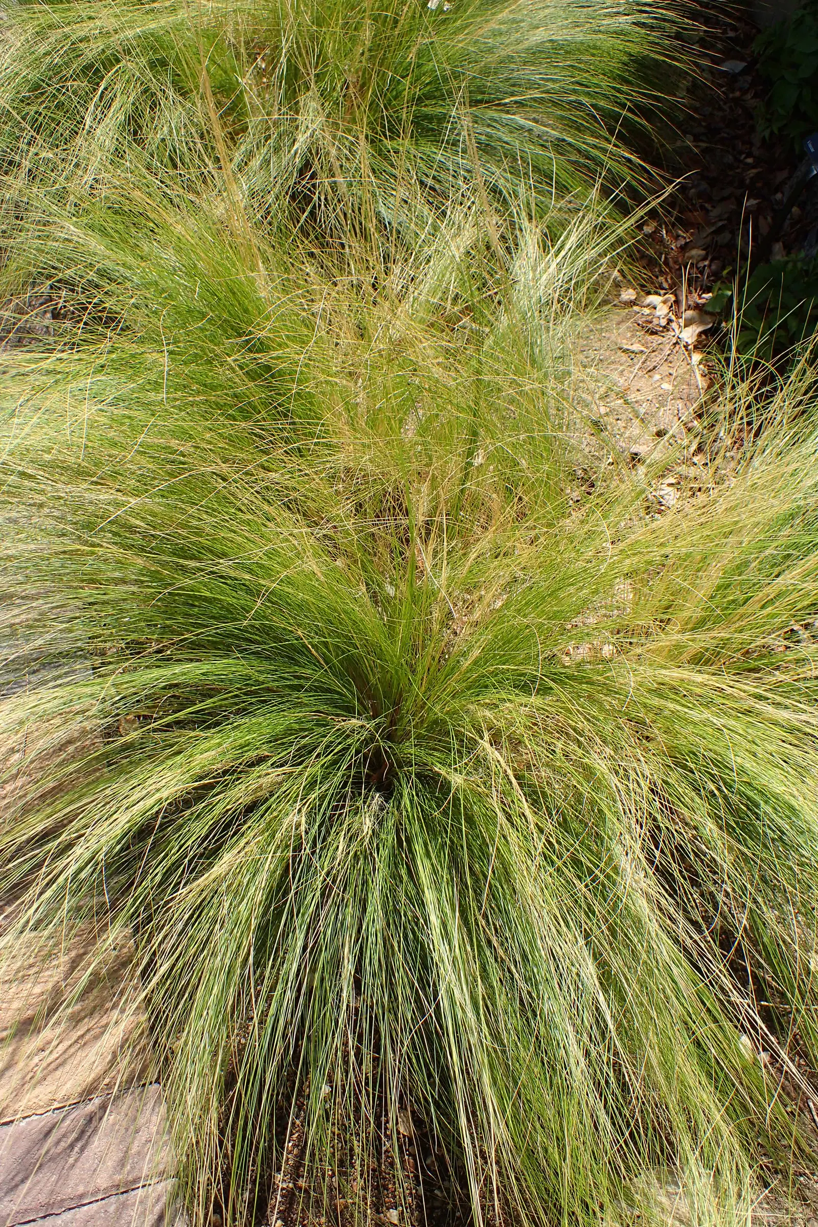 Mexican Feather Grass (Nassella Tenuissima) — This gracefully arching grass can reach heights of 18 to 24 inches and typically spans 12 to 18, image 53