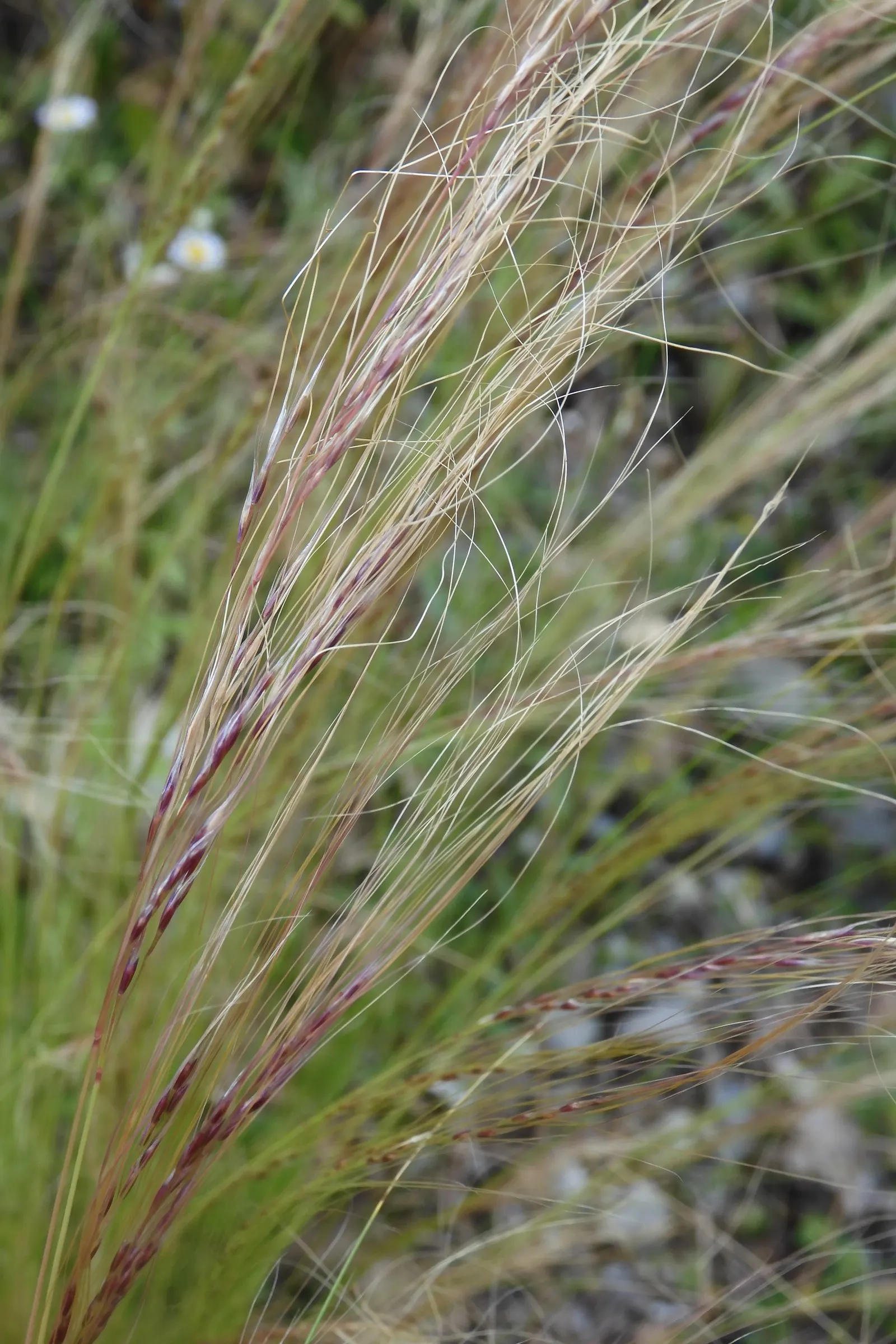 Mexican Feather Grass (Nassella Tenuissima) — bright green blades transform into a golden hue come autumn; this gracefully arching grass can reach, image 54