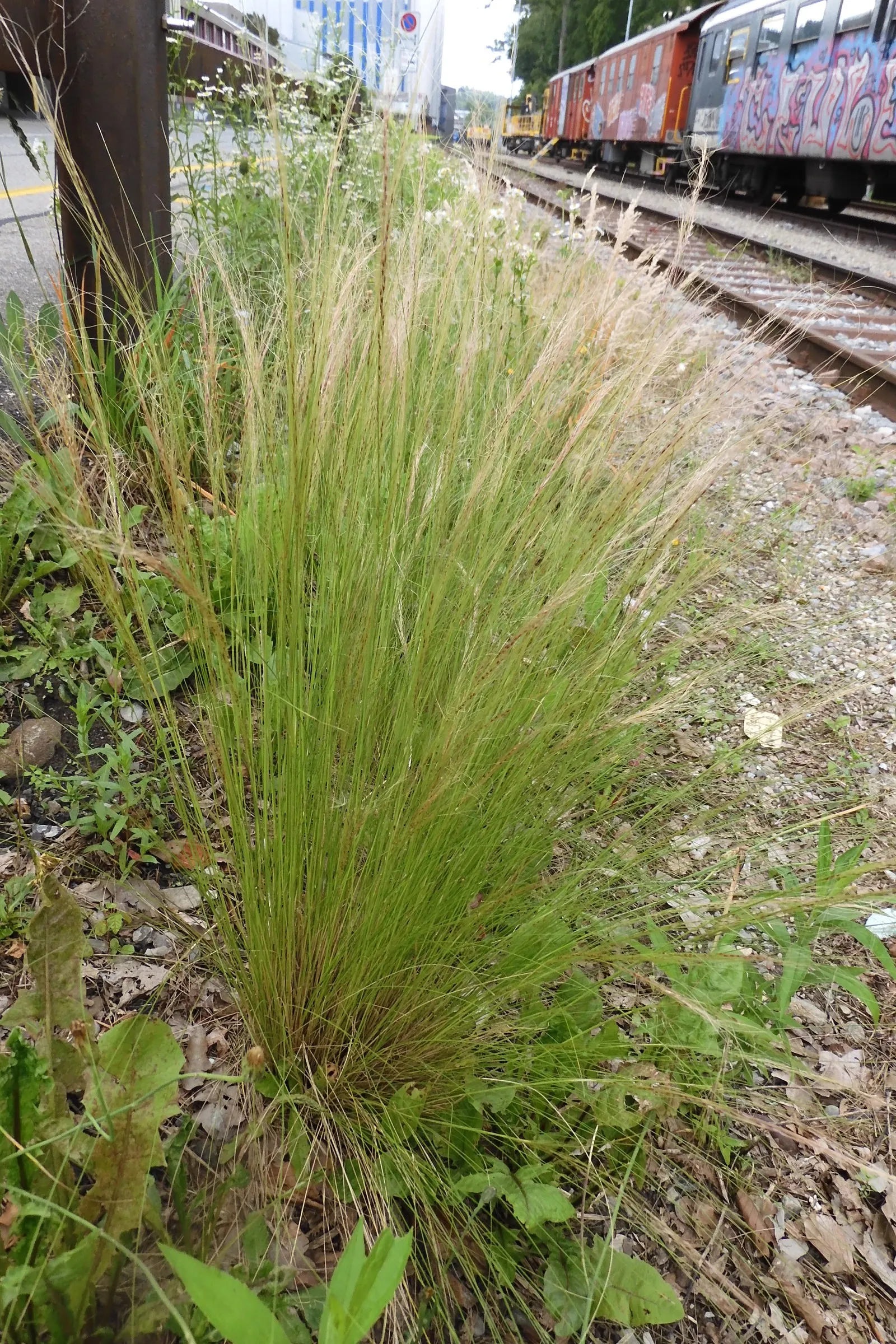 Mexican Feather Grass (Nassella Tenuissima) — Nassella tenuissima can serve as an accent plant