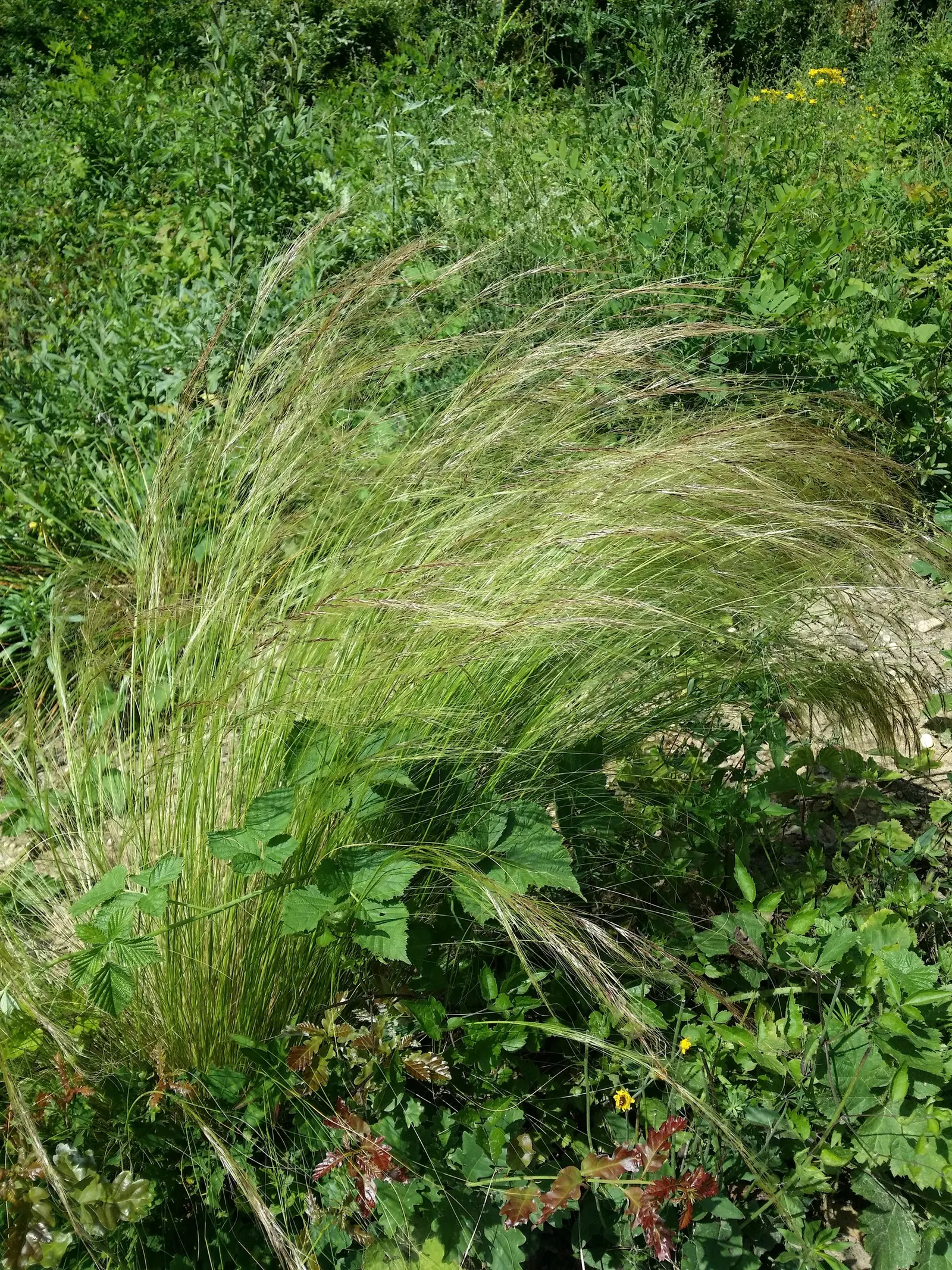 Mexican Feather Grass (Nassella Tenuissima) — Its movement in the breeze adds a dynamic element to any garden setting