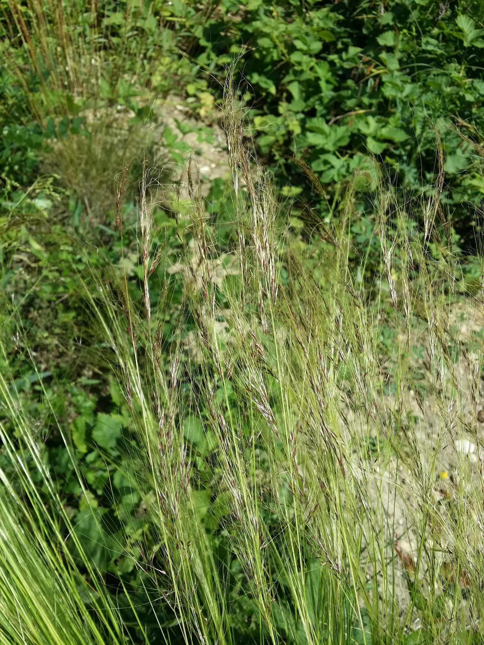 Mexican Feather Grass (Nassella Tenuissima) — Thriving in zones 7-10, it prefers full sun to light shade and well-drained soils; consider its, image 71