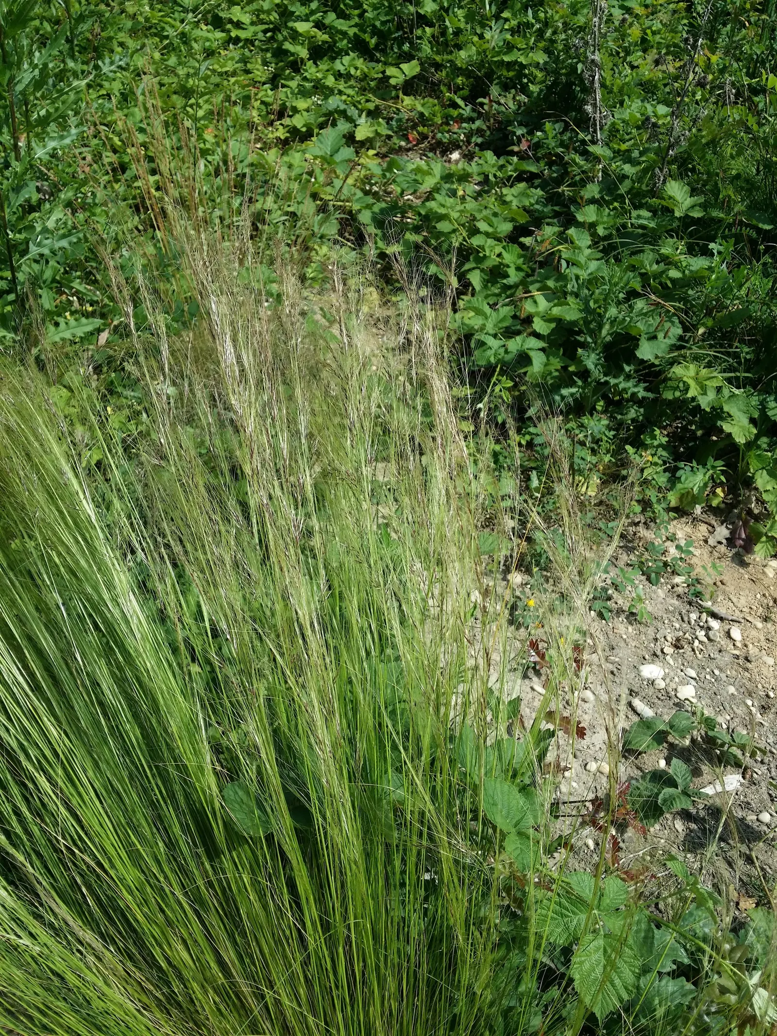 Mexican Feather Grass (Nassella Tenuissima) — or even perform as a captivating border specimen; waving feather-like panicles at 1.5-2 feet tall