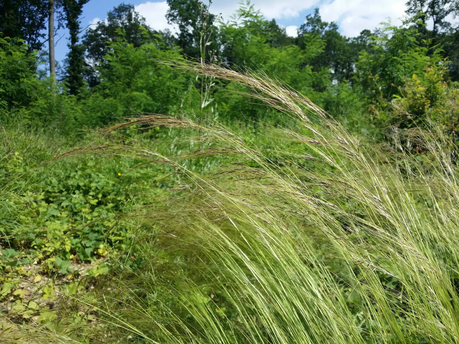 Mexican Feather Grass (Nassella Tenuissima) — Its movement in the breeze adds a dynamic element to any garden setting; bright green blades, image 64