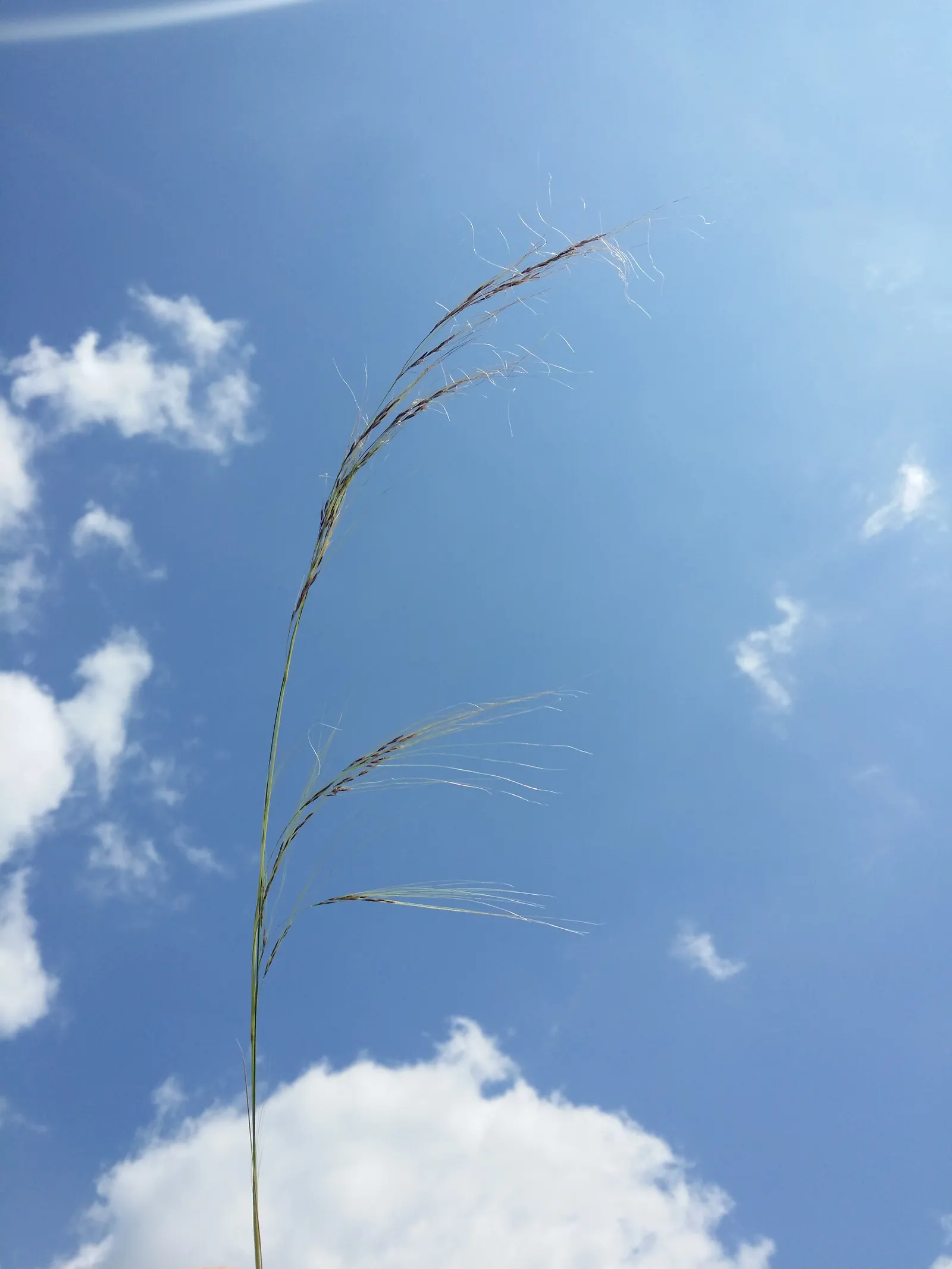 Mexican Feather Grass (Nassella Tenuissima) — which enables it to spread if not monitored