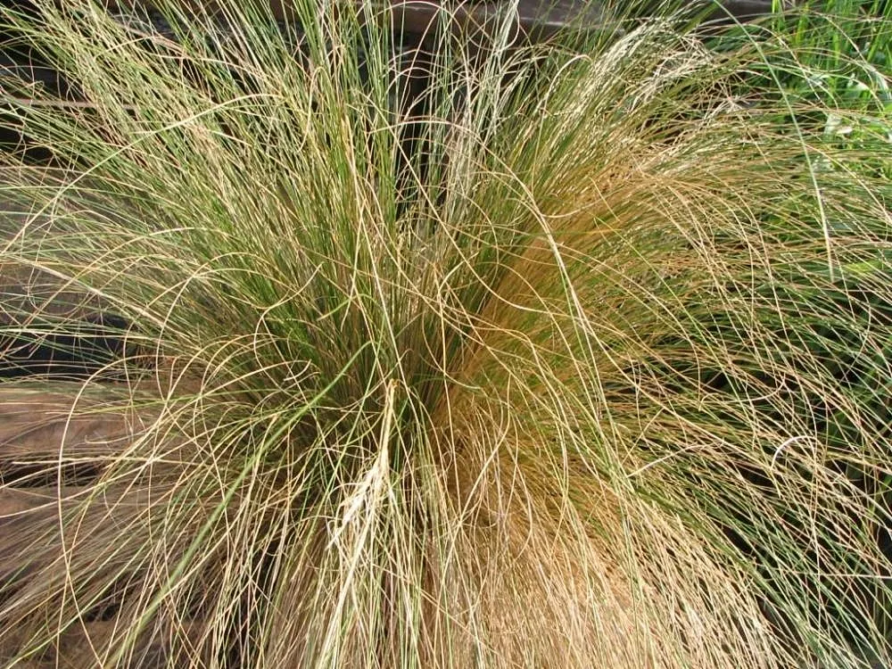 Mexican Feather Grass (Nassella Tenuissima) — Thriving in zones 7-10, it prefers full sun to light shade and well-drained soils; consider its, image 48