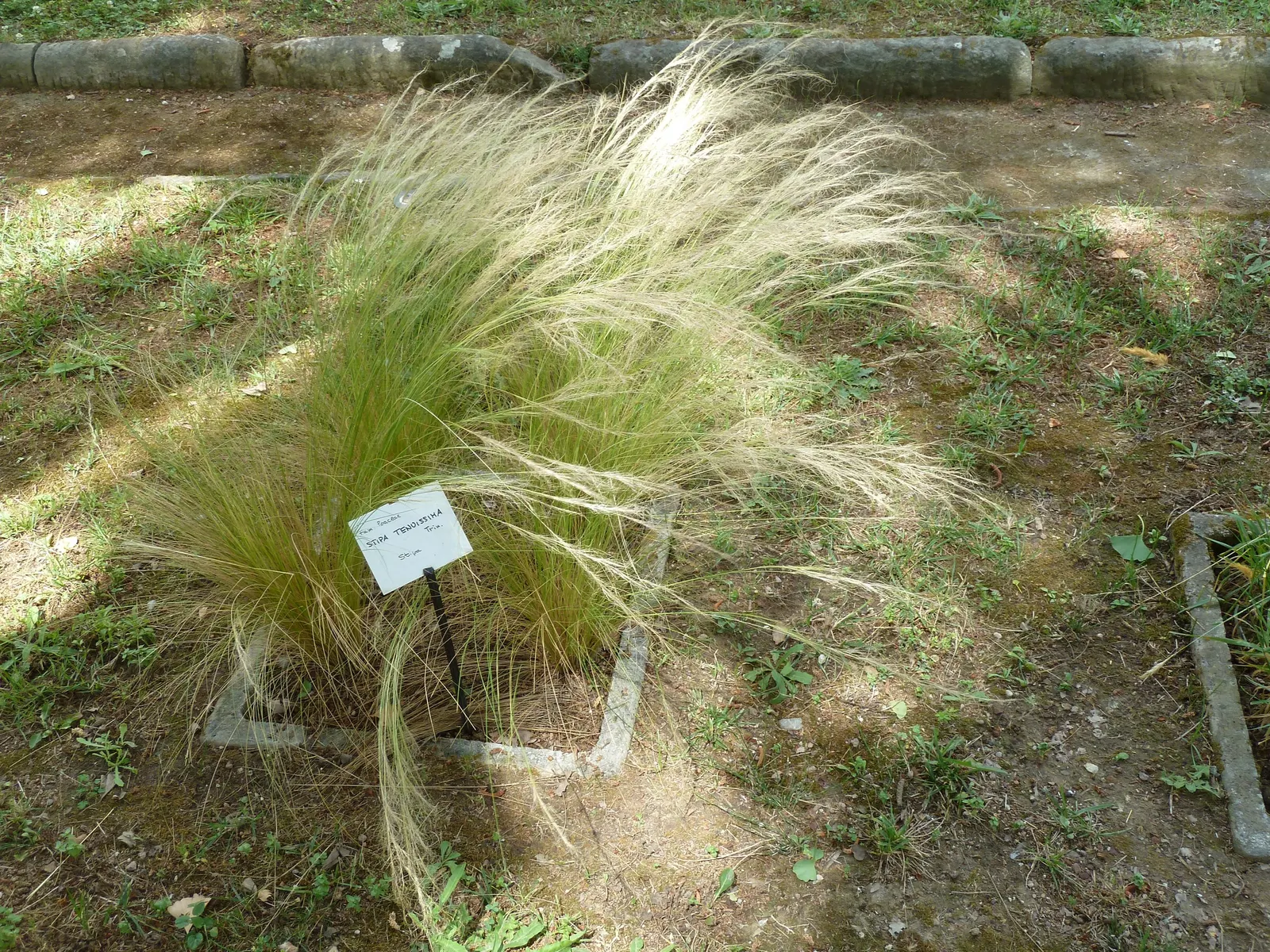 Mexican Feather Grass (Nassella Tenuissima) — Nassella tenuissima can serve as an accent plant; it flourishes in USDA zones 7 through 10, preferring full sun
