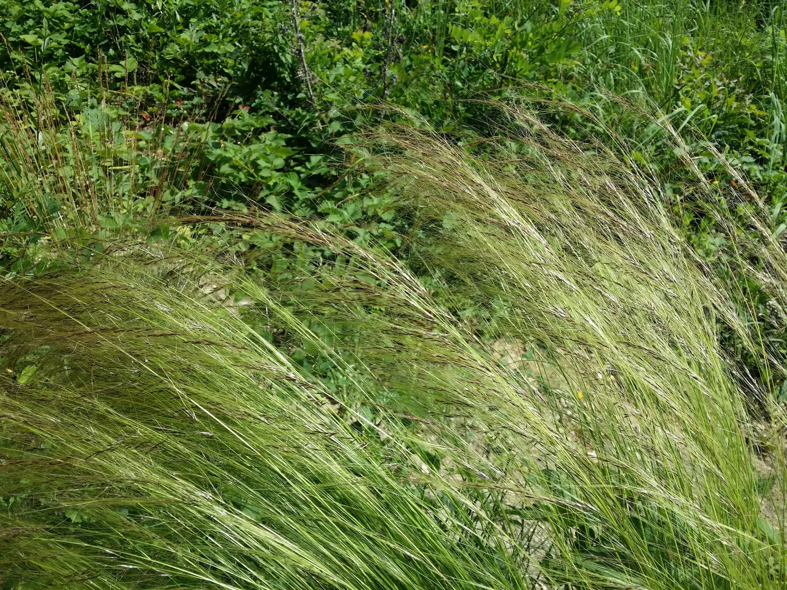Mexican Feather Grass (Nassella Tenuissima) — adding ecological value to the designed space
