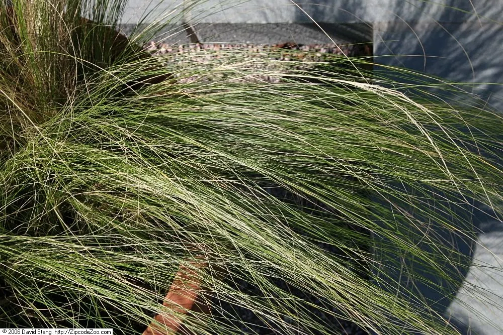 Mexican Feather Grass (Nassella Tenuissima) — white and yellow flowers in the garden; feathery panicles and fine-textured foliage, image 67