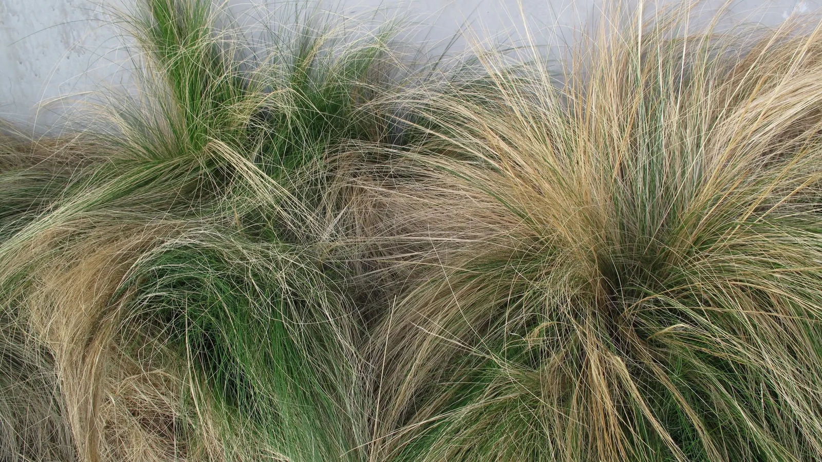Mexican Feather Grass (Nassella Tenuissima) — adding ecological value to the designed space; grass with white and yellow blooms