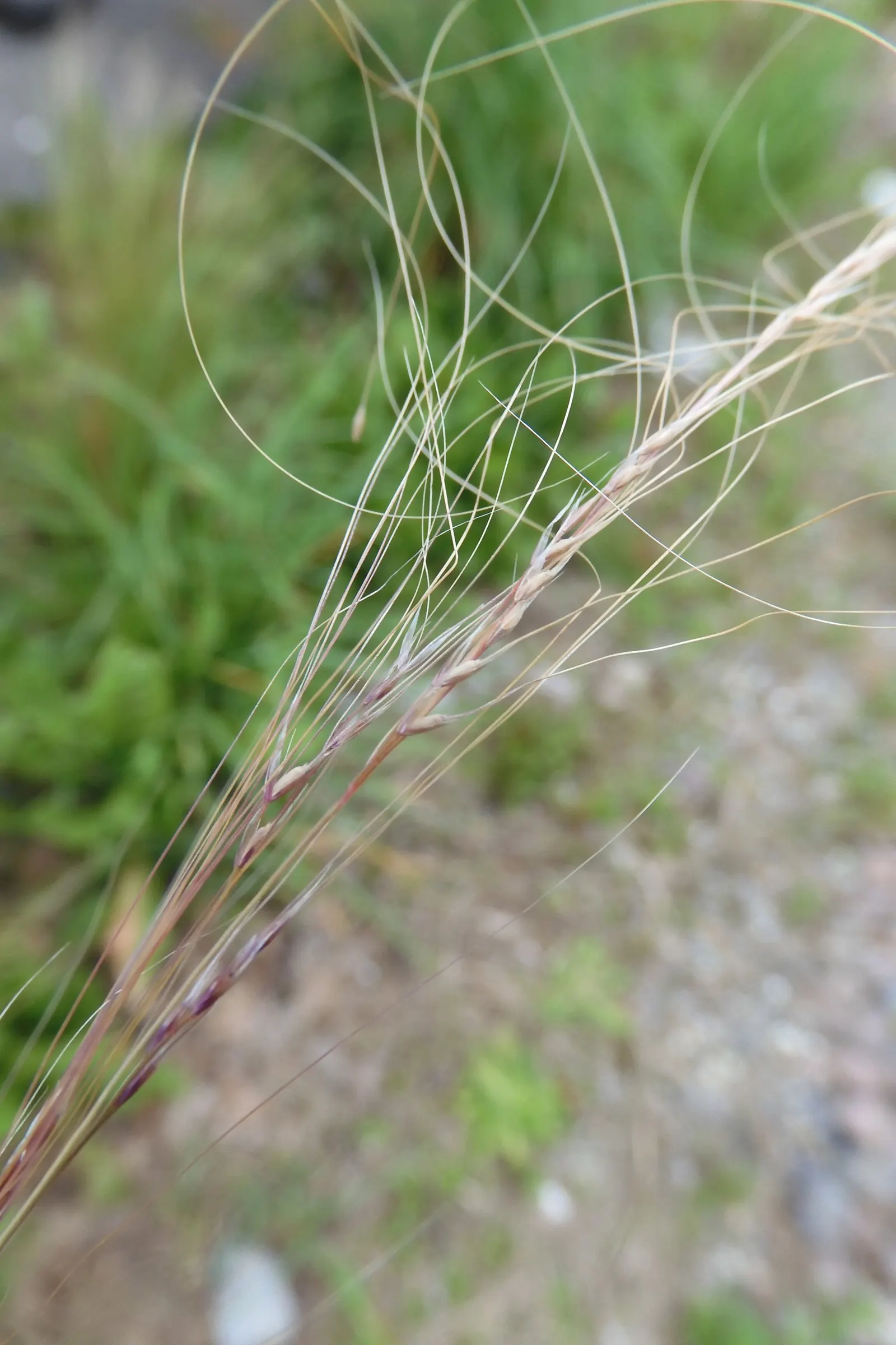 Mexican Feather Grass (Nassella Tenuissima) — waving feather-like panicles at 1.5-2 feet tall; space 20 inches apart for a breezy, low-maintenance, image 47