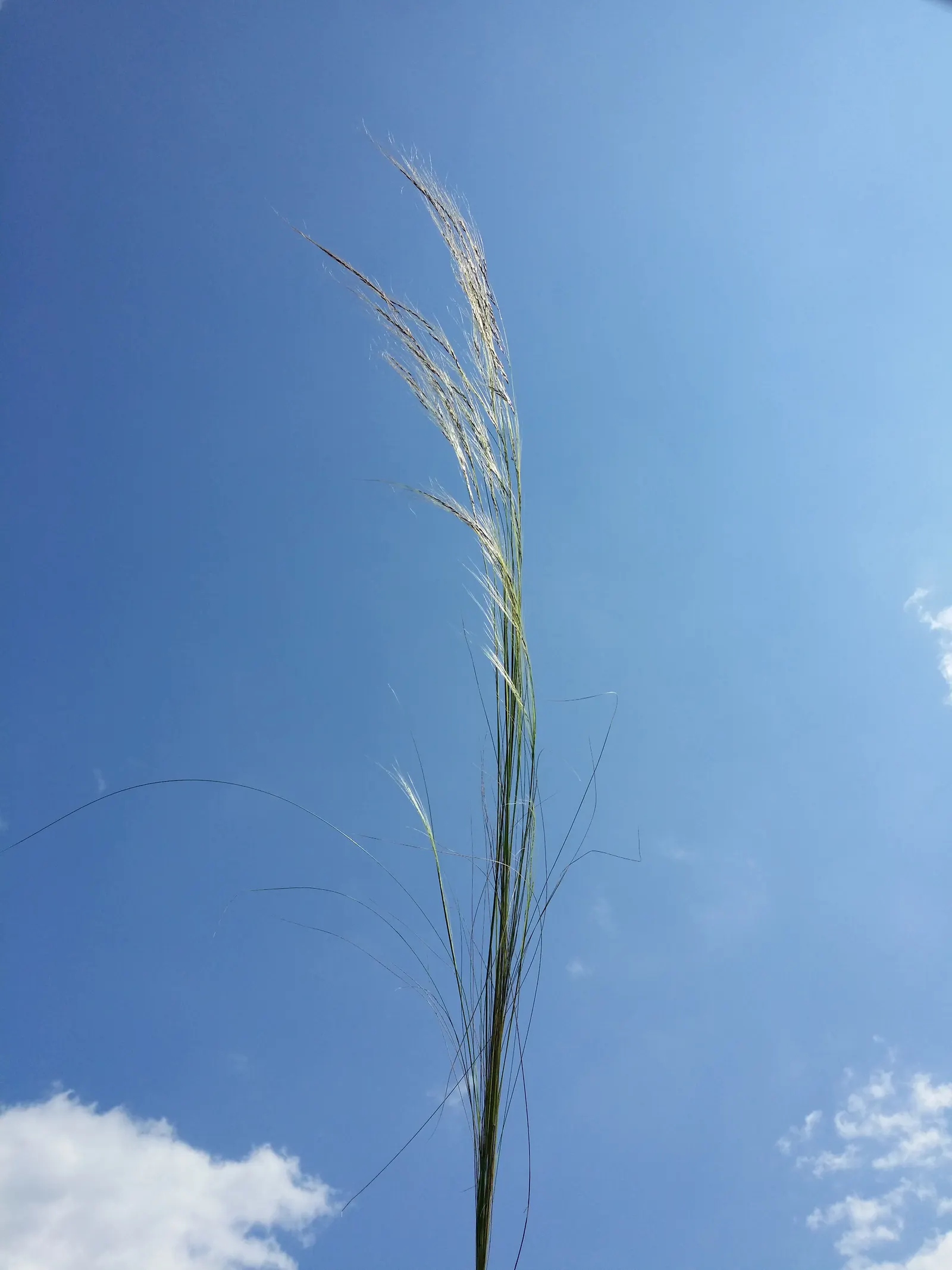 Mexican Feather Grass (Nassella Tenuissima) — from well-draining to rocky substrates; drought-tolerant, it's ideal for xeriscapes with its golden-green foliage