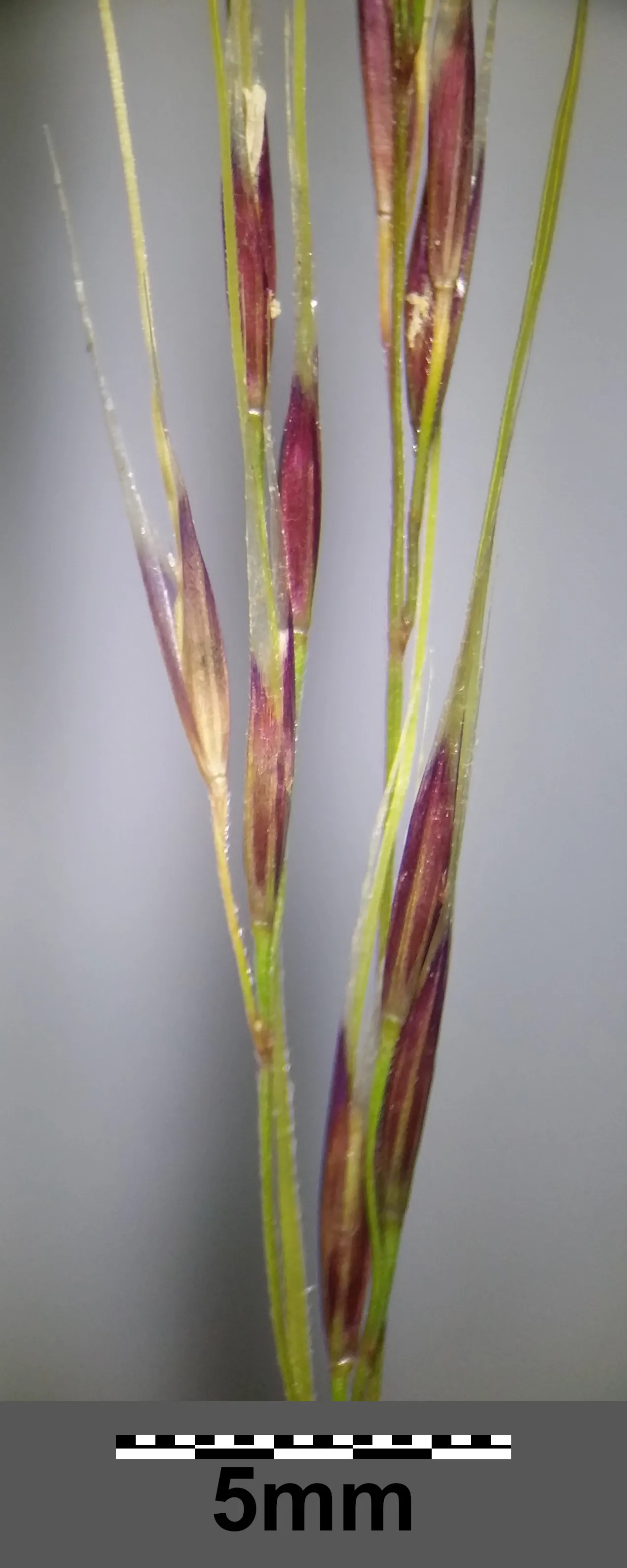 Mexican Feather Grass (Nassella Tenuissima) — grass with white and yellow blooms; its ability to thrive in a variety of soil types