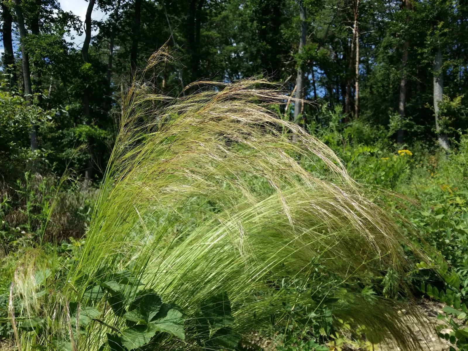 Mexican Feather Grass (Nassella Tenuissima) — while its distinctive seed heads can attract birds; nassella tenuissima can serve as an accent plant