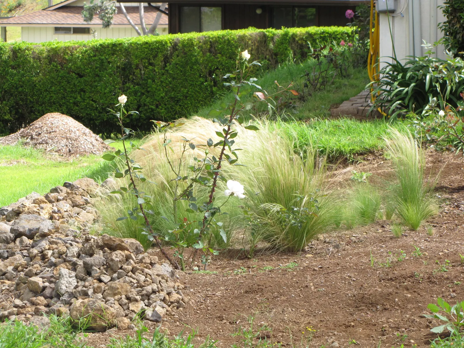 Mexican Feather Grass (Nassella Tenuissima) — Its movement in the breeze adds a dynamic element to any garden setting; bright green blades transform into a