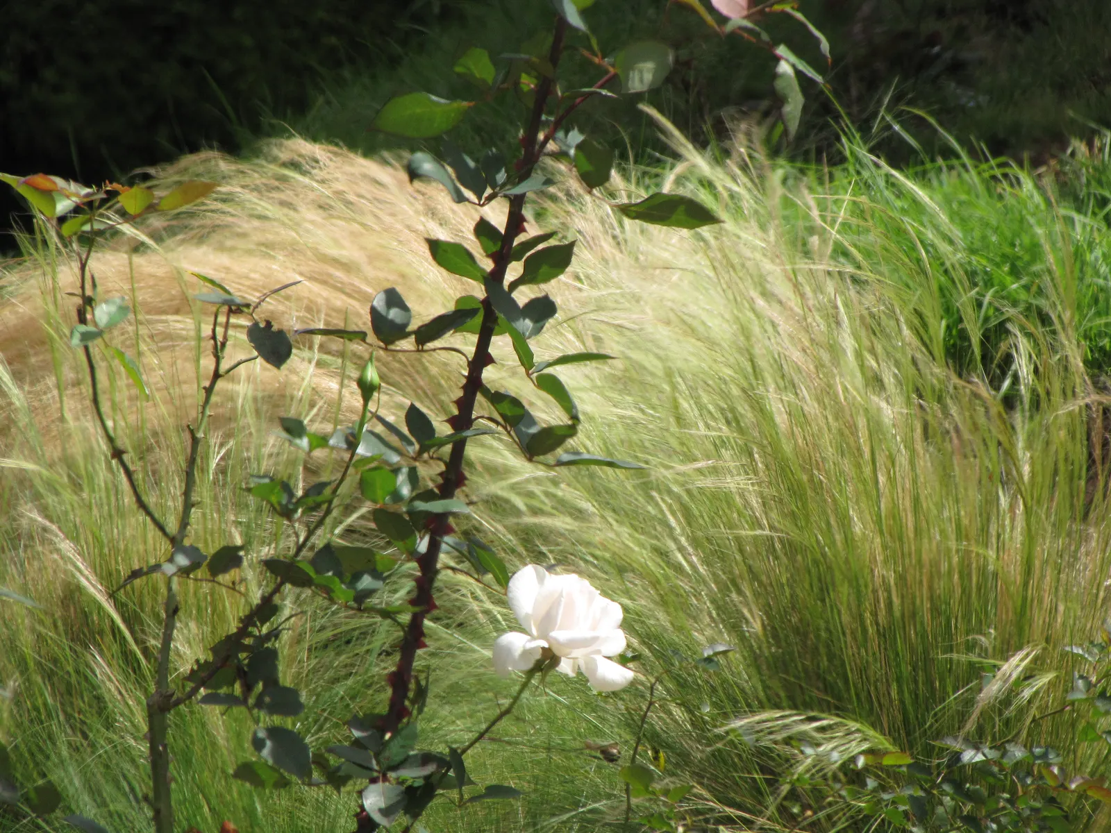 Mexican Feather Grass (Nassella Tenuissima) — This gracefully arching grass can reach heights of 18 to 24 inches and typically spans 12 to 18 inches wide