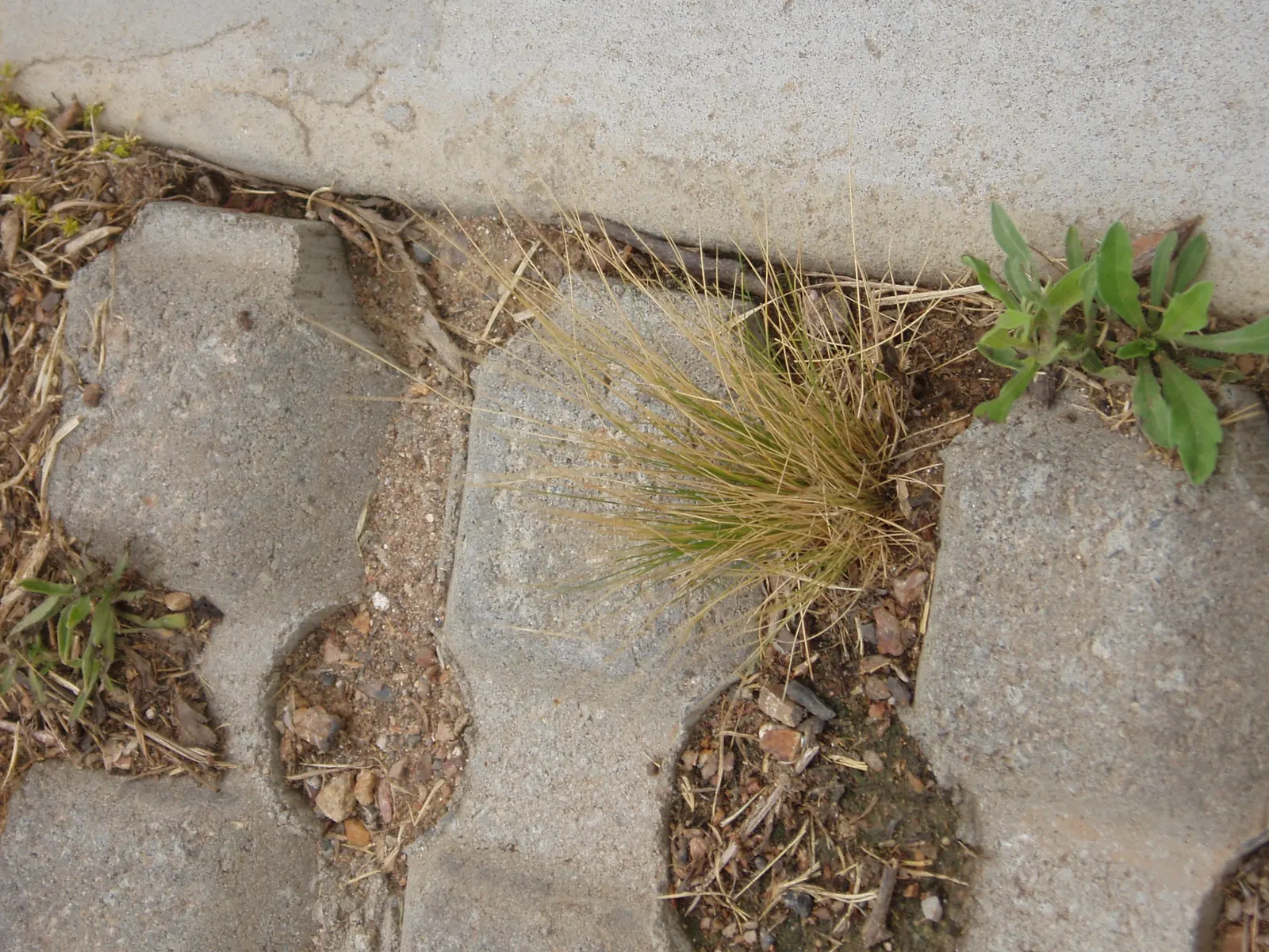 Mexican Feather Grass (Nassella Tenuissima) — grass for full or half or shade; adding ecological value to the designed space