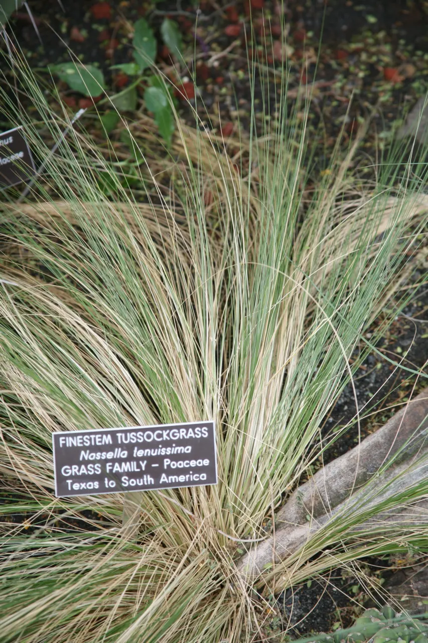Mexican Feather Grass (Nassella Tenuissima) — Avoid over-watering to prevent self-seeding; which makes it an exceptional candidate for water-wise, image 51