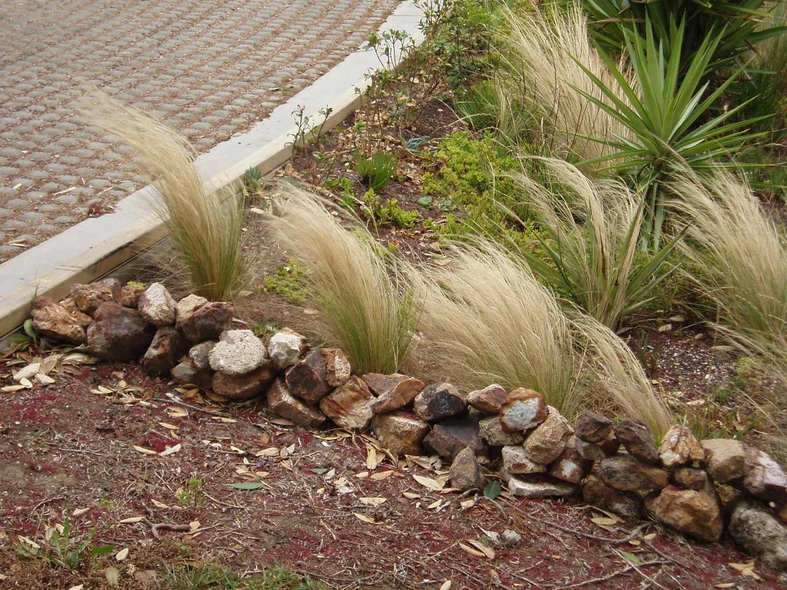 Mexican Feather Grass (Nassella Tenuissima) — It flourishes in USDA zones 7 through 10, preferring full sun exposure for optimal growth; white and, image 56