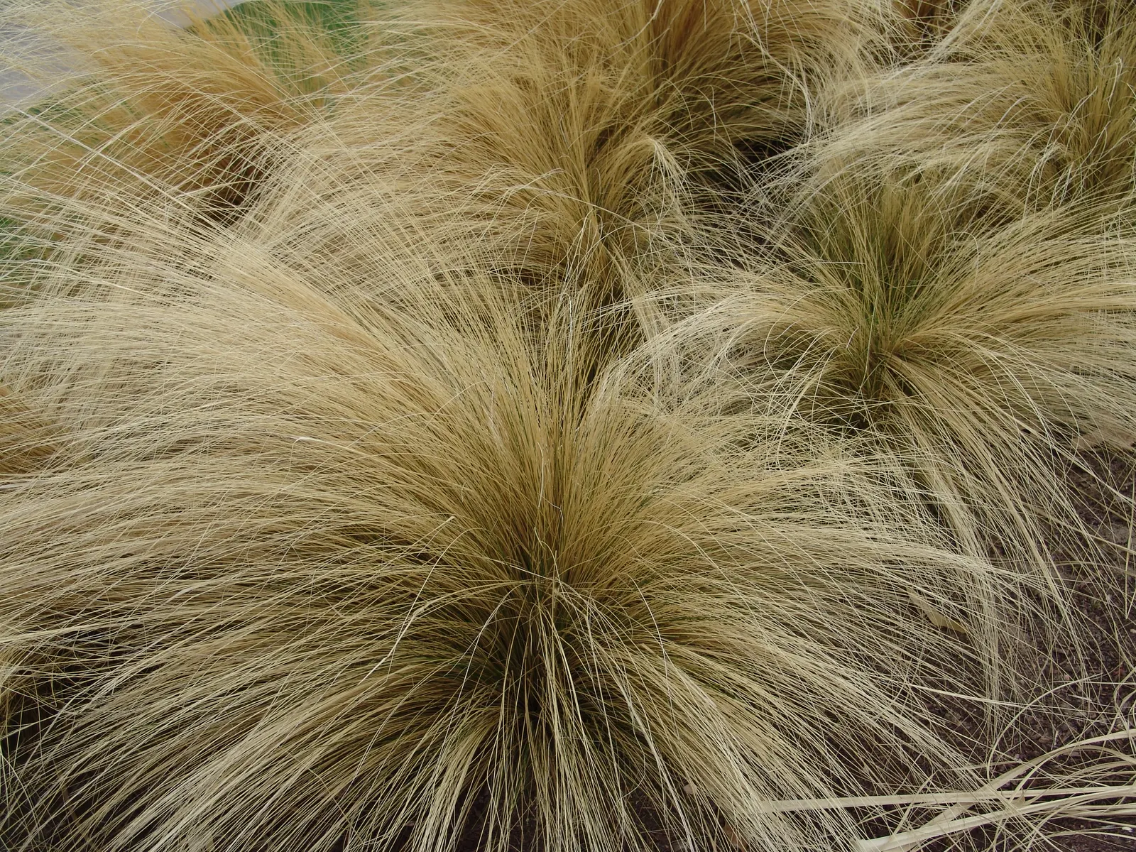 Mexican Feather Grass (Nassella Tenuissima) — feathery panicles and fine-textured foliage; be mass-planted for a textured groundcover effect, image 52