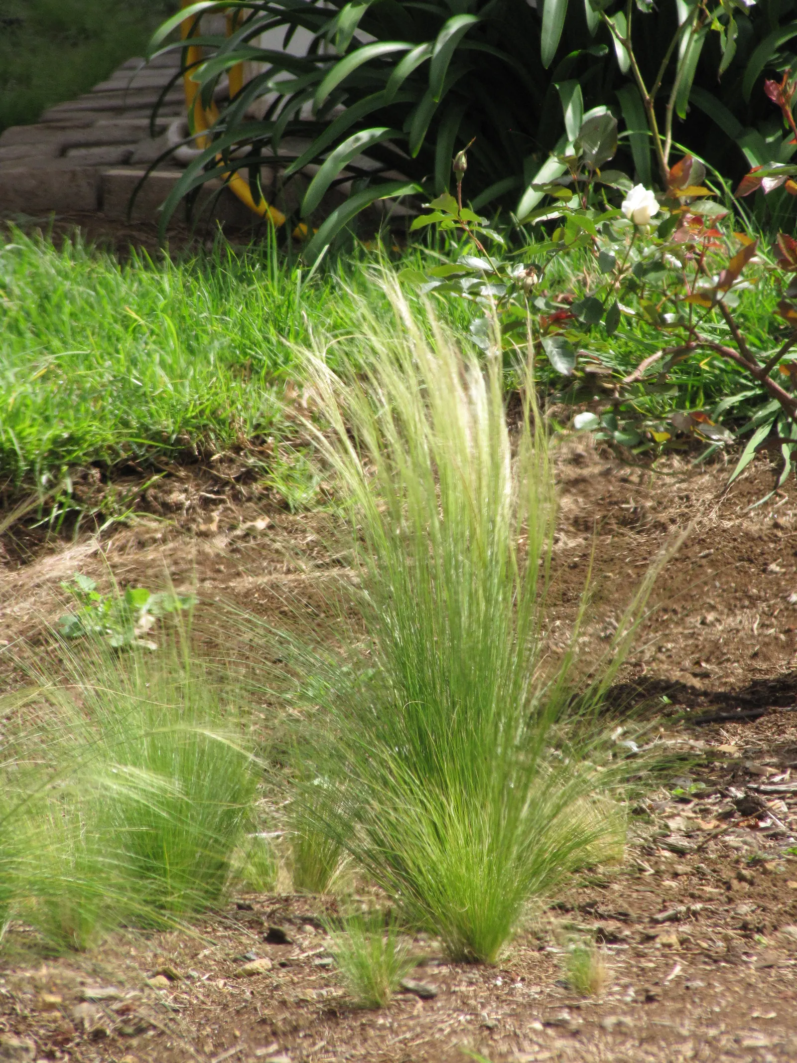 Mexican Feather Grass (Nassella Tenuissima) — or even perform as a captivating border specimen; waving feather-like panicles at 1.5-2 feet tall, image 63