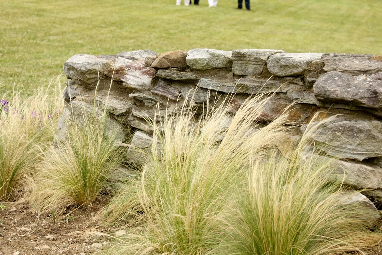 Mexican Feather Grass (Nassella Tenuissima) — waving feather-like panicles at 1.5-2 feet tall