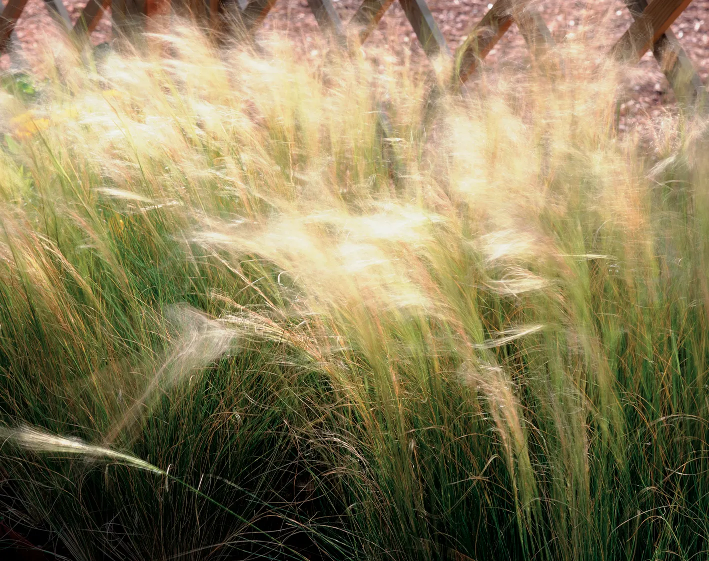 Mexican Feather Grass (Nassella Tenuissima) — feathery panicles and fine-textured foliage