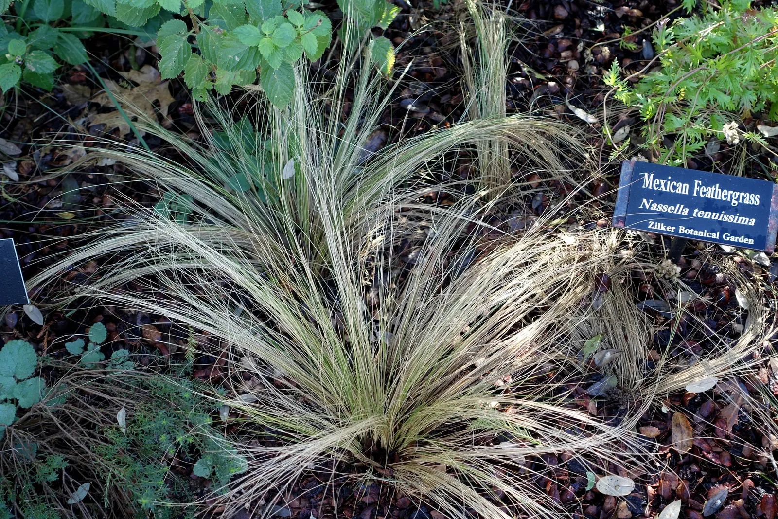 Mexican Feather Grass (Nassella Tenuissima) — Space 20 inches apart for a breezy, low-maintenance accent in borders or mass plantings; thriving in zones 7-10