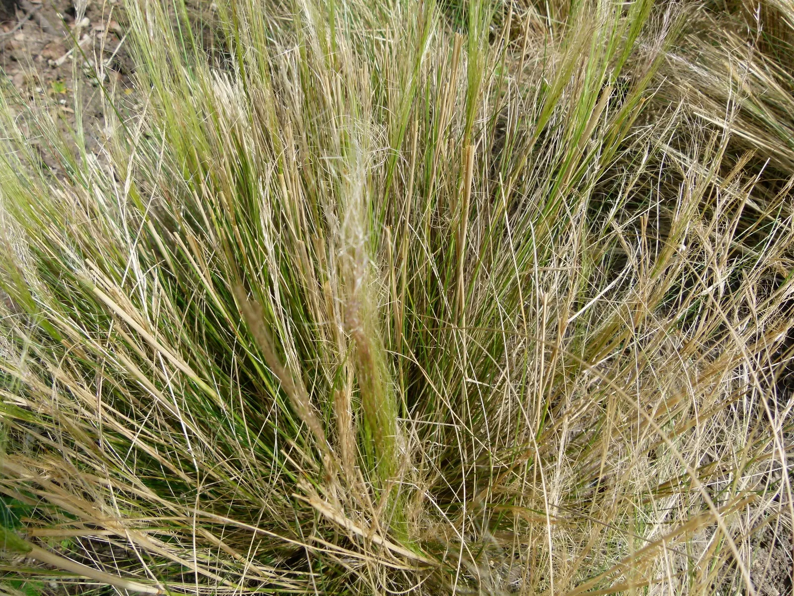 Mexican Feather Grass (Nassella Tenuissima) — grass for full or half or shade; adding ecological value to the designed space, image 69