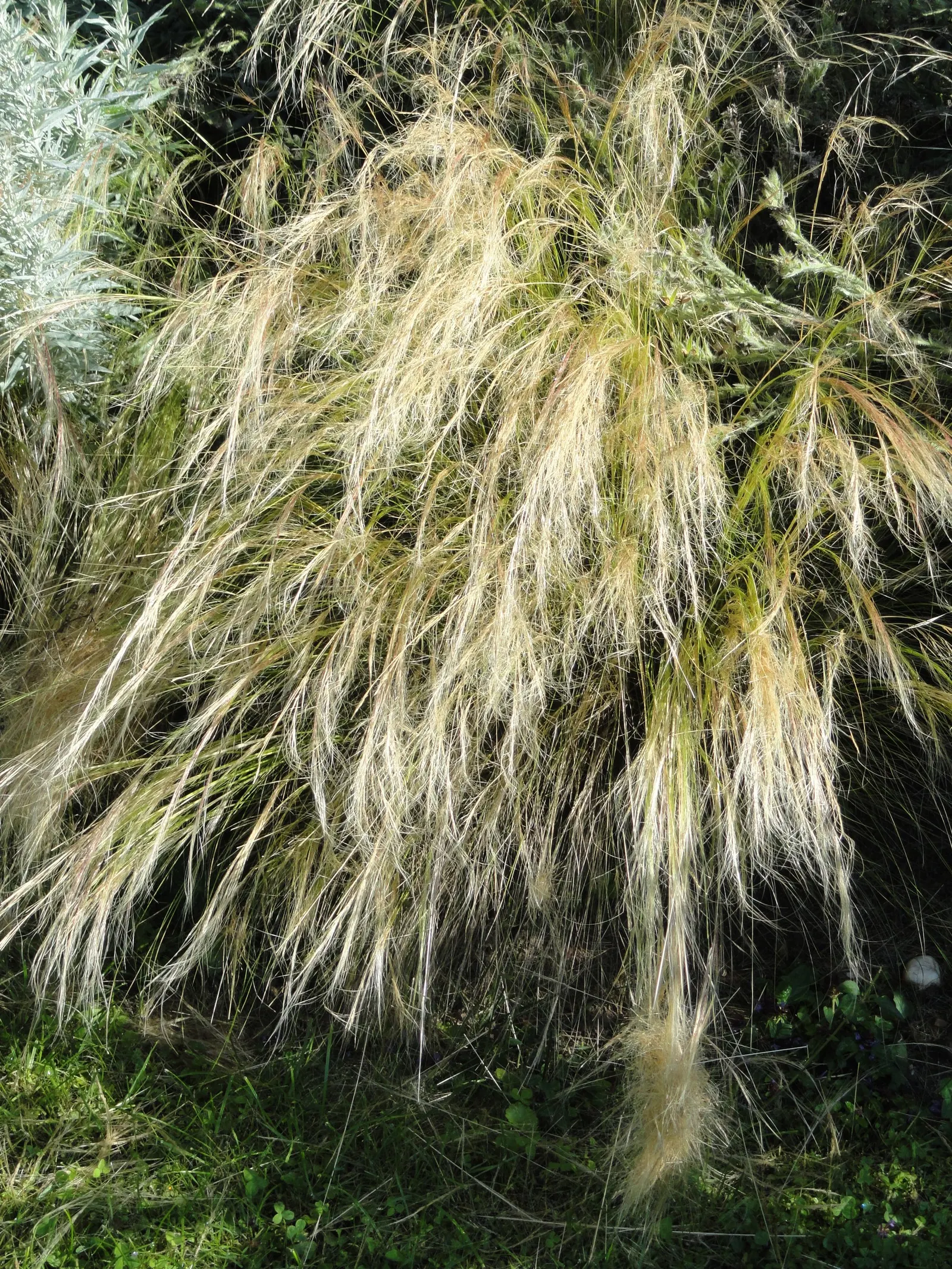 Mexican Feather Grass (Nassella Tenuissima) — while its distinctive seed heads can attract birds