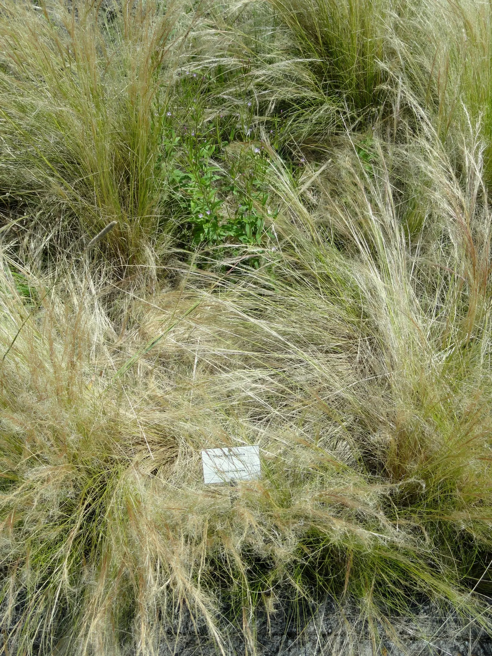 Mexican Feather Grass (Nassella Tenuissima) — Its ability to thrive in a variety of soil types