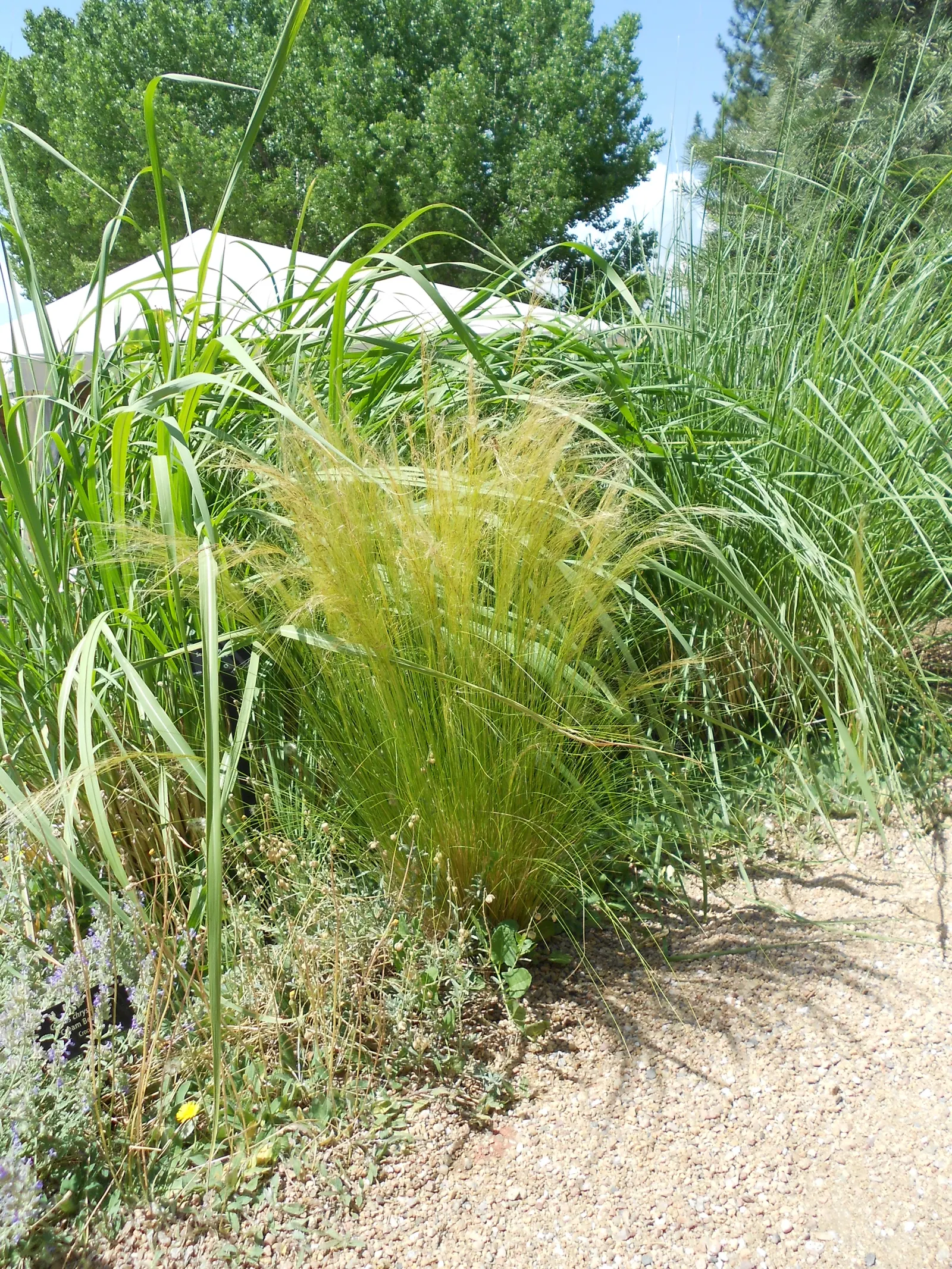 Mexican Feather Grass (Nassella Tenuissima) — This gracefully arching grass can reach heights of 18 to 24 inches and typically spans 12 to 18, image 30