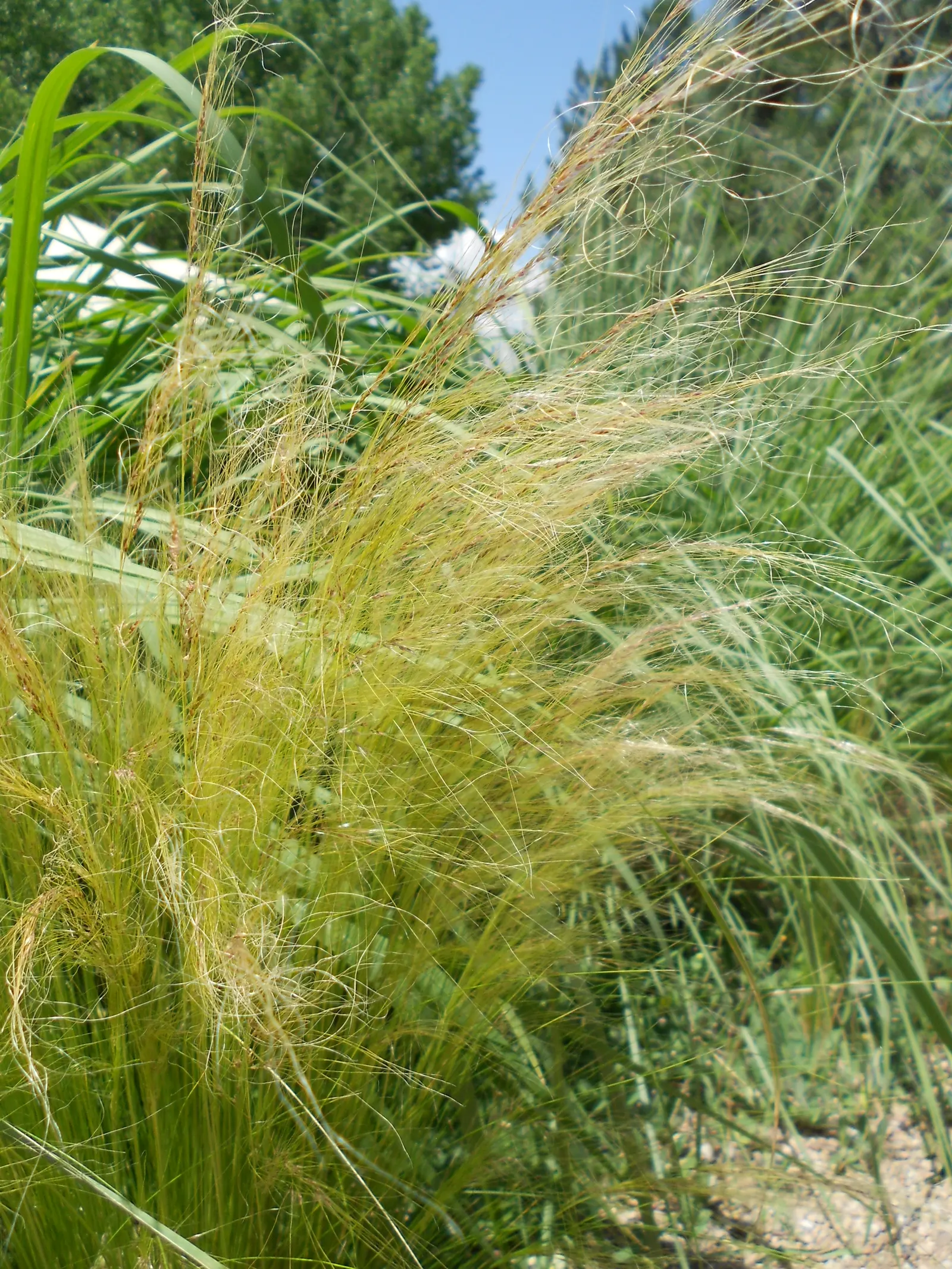 Mexican Feather Grass (Nassella Tenuissima) — Its ability to thrive in a variety of soil types; while its distinctive seed heads can attract birds