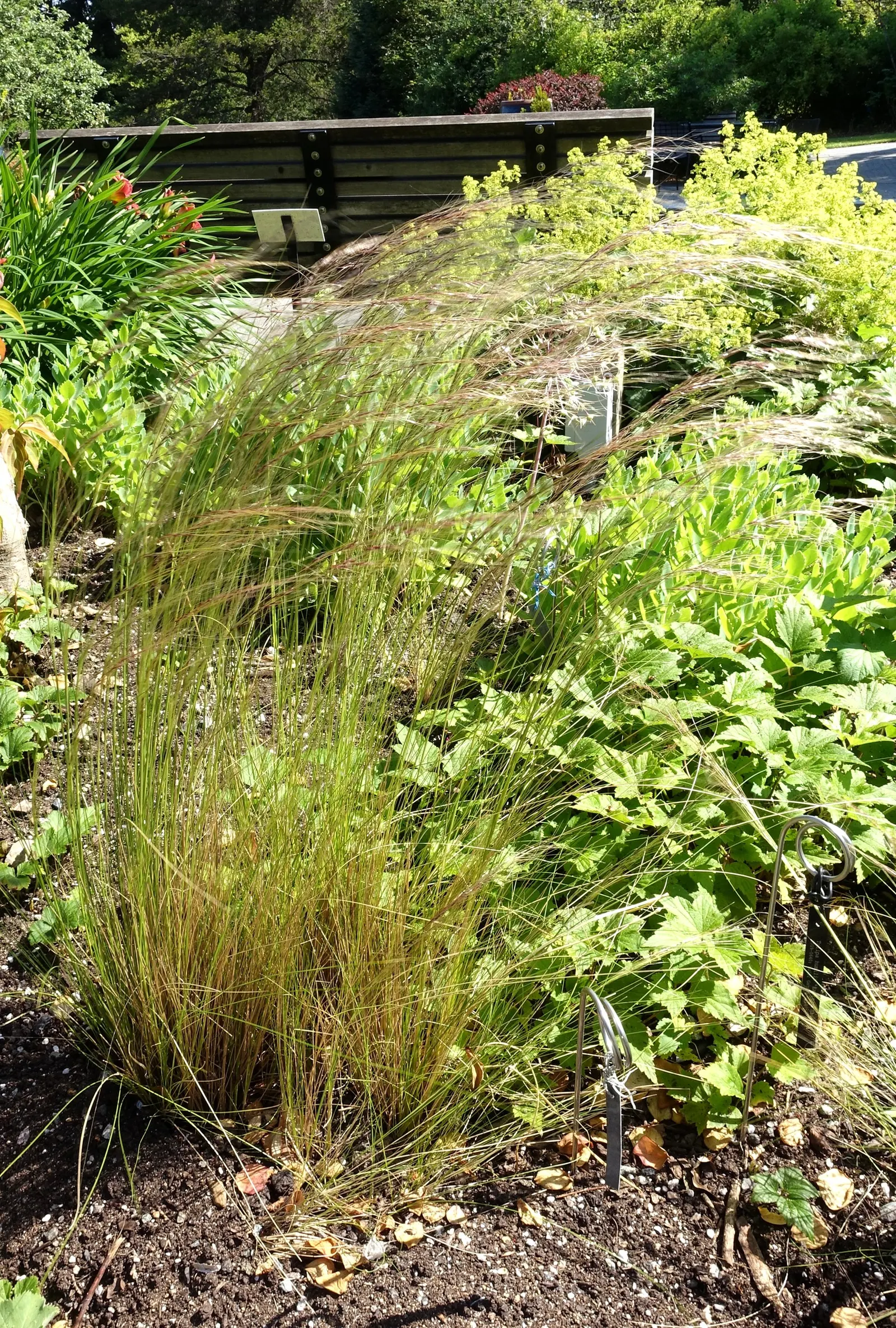 Mexican Feather Grass (Nassella Tenuissima) — grass for full or half or shade