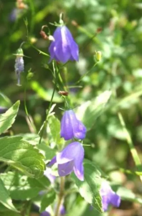Harebell (Campanula Rotundifolia) — this hardy perennial flourishes in USDA zones 3-8 and enjoys full sun to partial shade; ensuring they create a, image 64