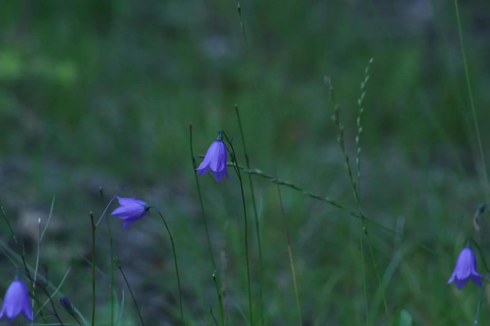 Harebell (Campanula Rotundifolia) — lavender-blue flowers that dangle gracefully atop slender stems reaching heights of about 6 to 18 inches; blue flowers in