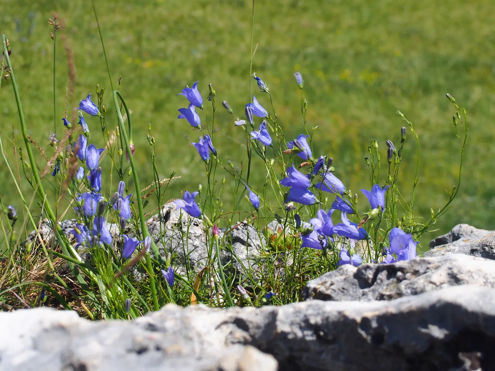 Harebell (Campanula Rotundifolia) — Botanical Name: Campanula rotundifolia<br><br>Common Name: Harebell<br><br>The Harebell; or intersperse it among rocks and