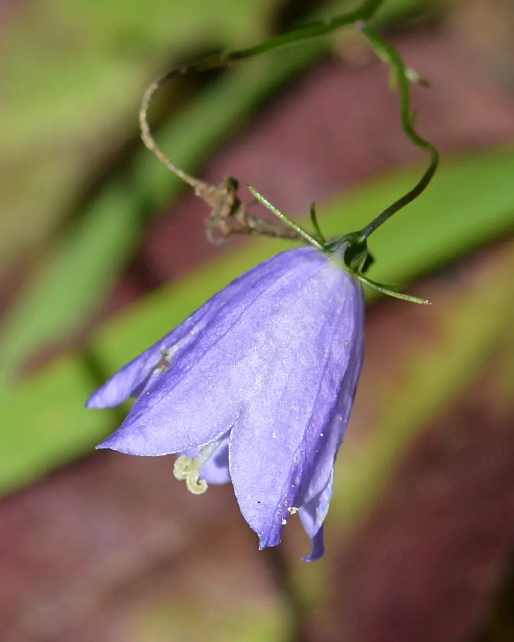 Harebell (Campanula Rotundifolia) — With its simple beauty and resilient nature; perennial with blue blooms, image 86
