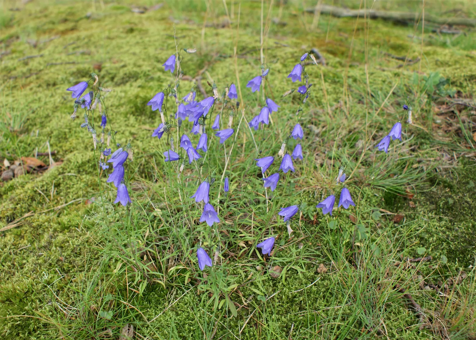 Harebell (Campanula Rotundifolia) — or intersperse it among rocks and alongside paths to soften hardscape elements; botanical Name: Campanula, image 83