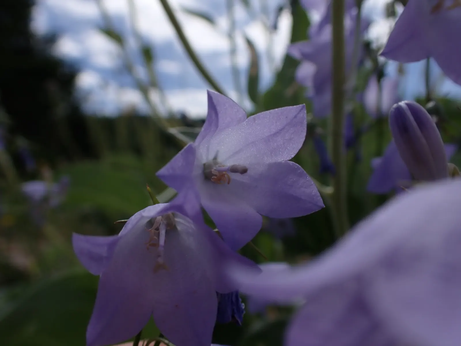 Harebell (Campanula Rotundifolia) — violet-blue flowers atop slender stems reaching 6 to 20 inches tall; often referred to as the 'bluebell of, image 62