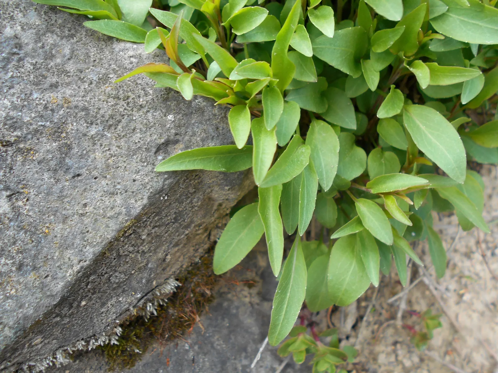 Harebell (Campanula Rotundifolia) — linear leaves that climb up the stem