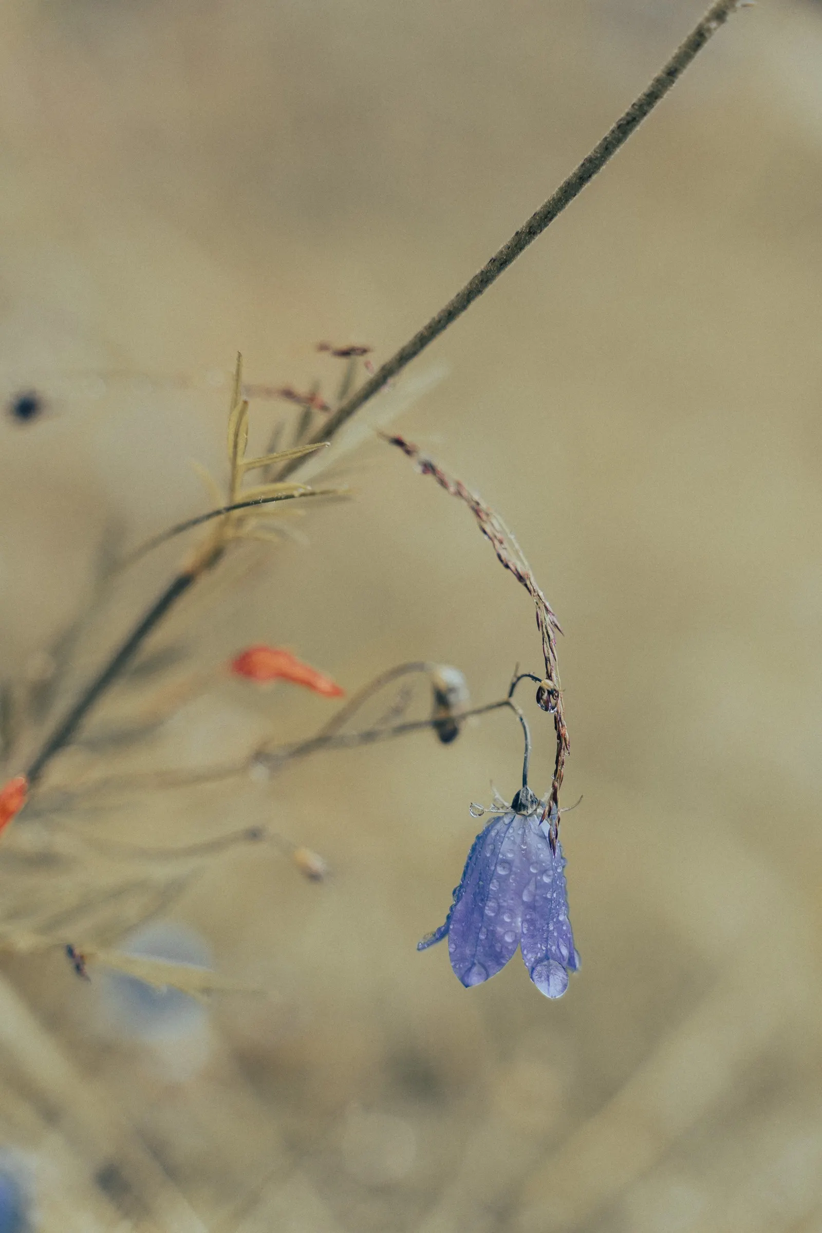 Harebell (Campanula Rotundifolia) — this hardy perennial flourishes in USDA zones 3-8 and enjoys full sun to partial shade